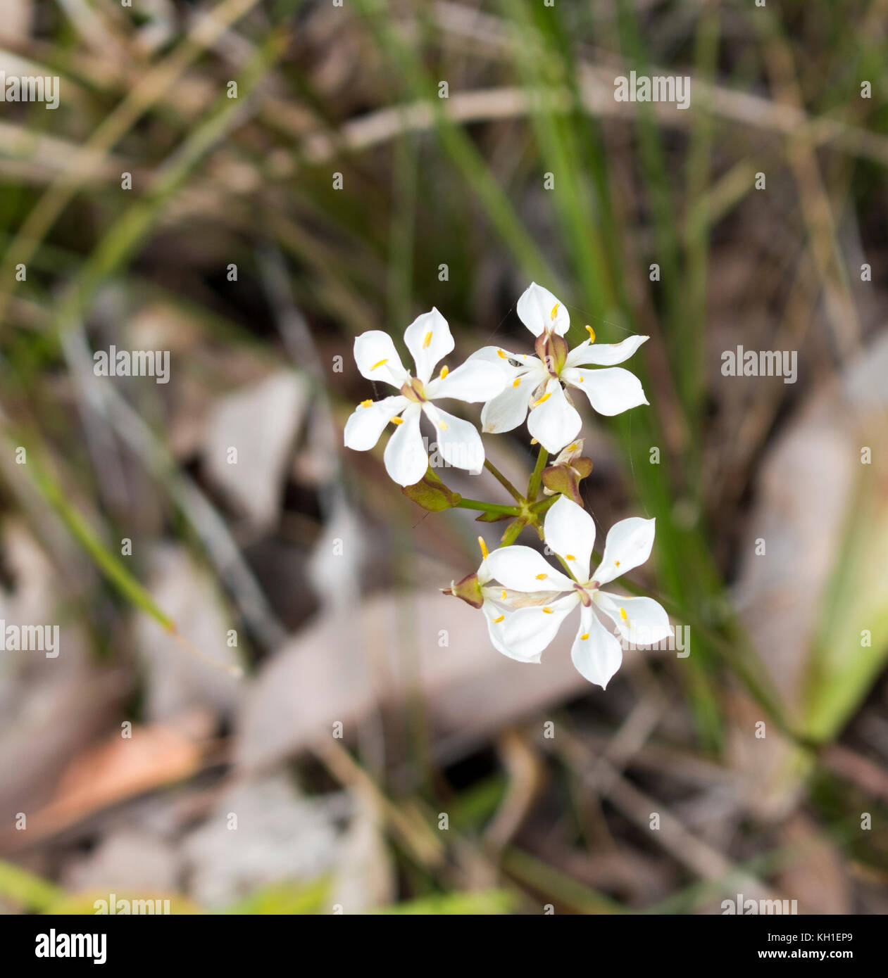 Burchardia congesta (milkmaids) une herbe vivace native du sud-ouest de l'Australie , croissance au printemps en Manea Park Bunbury. Banque D'Images