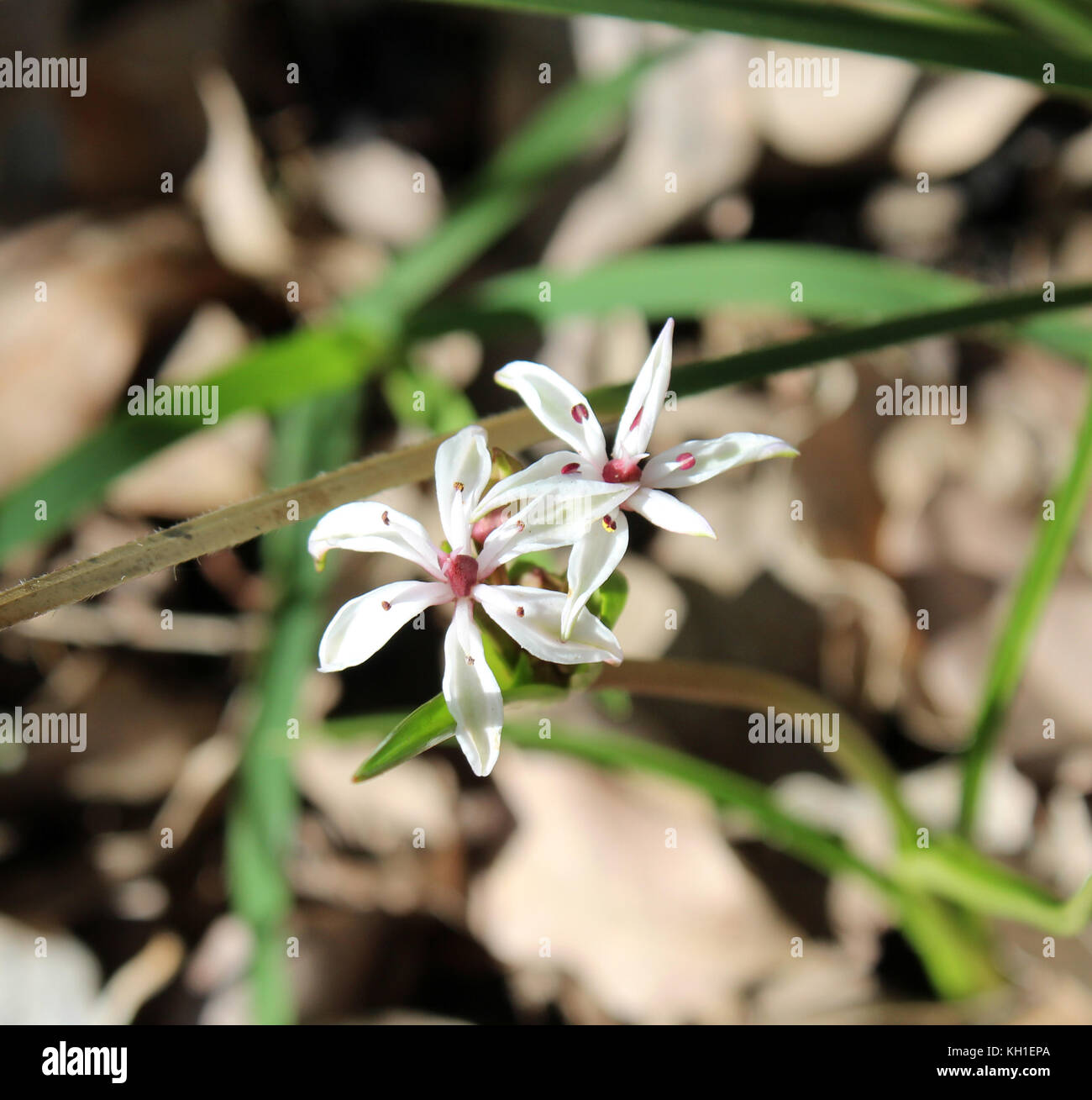 Burchardia congesta (milkmaids) une herbe vivace native du sud-ouest de l'Australie , croissance au printemps en Manea Park Bunbury. Banque D'Images