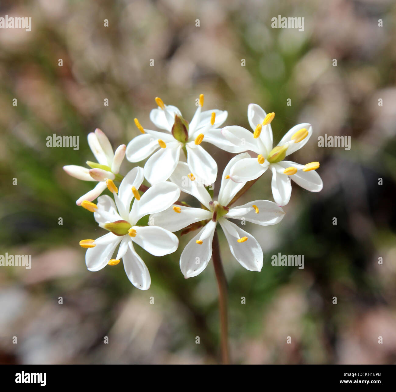 Burchardia congesta (milkmaids) une herbe vivace native du sud-ouest de l'Australie , croissance au printemps en Manea Park Bunbury. Banque D'Images