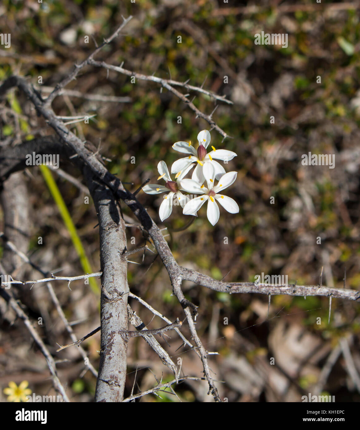 Burchardia congesta (milkmaids) une herbe vivace native du sud-ouest de l'Australie , croissance au printemps en Manea Park Bunbury. Banque D'Images