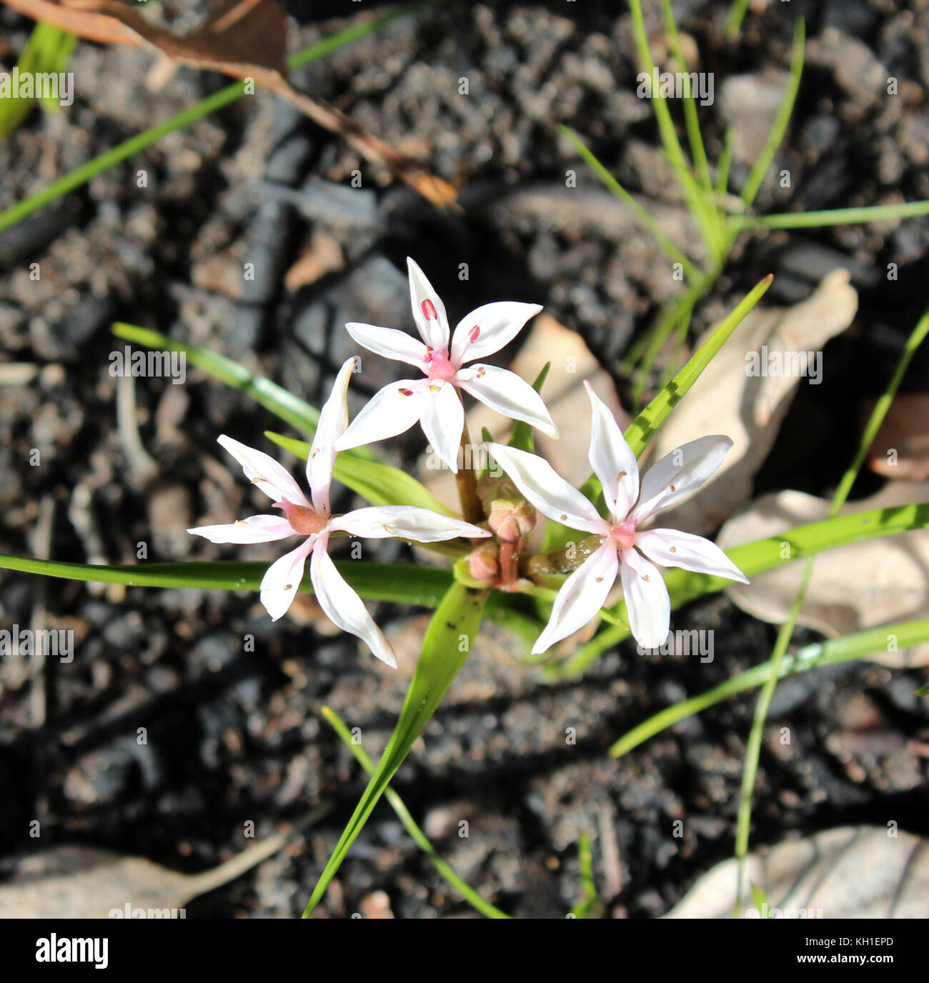 Burchardia congesta (milkmaids) une herbe vivace native du sud-ouest de l'Australie , croissance au printemps en Manea Park Bunbury. Banque D'Images