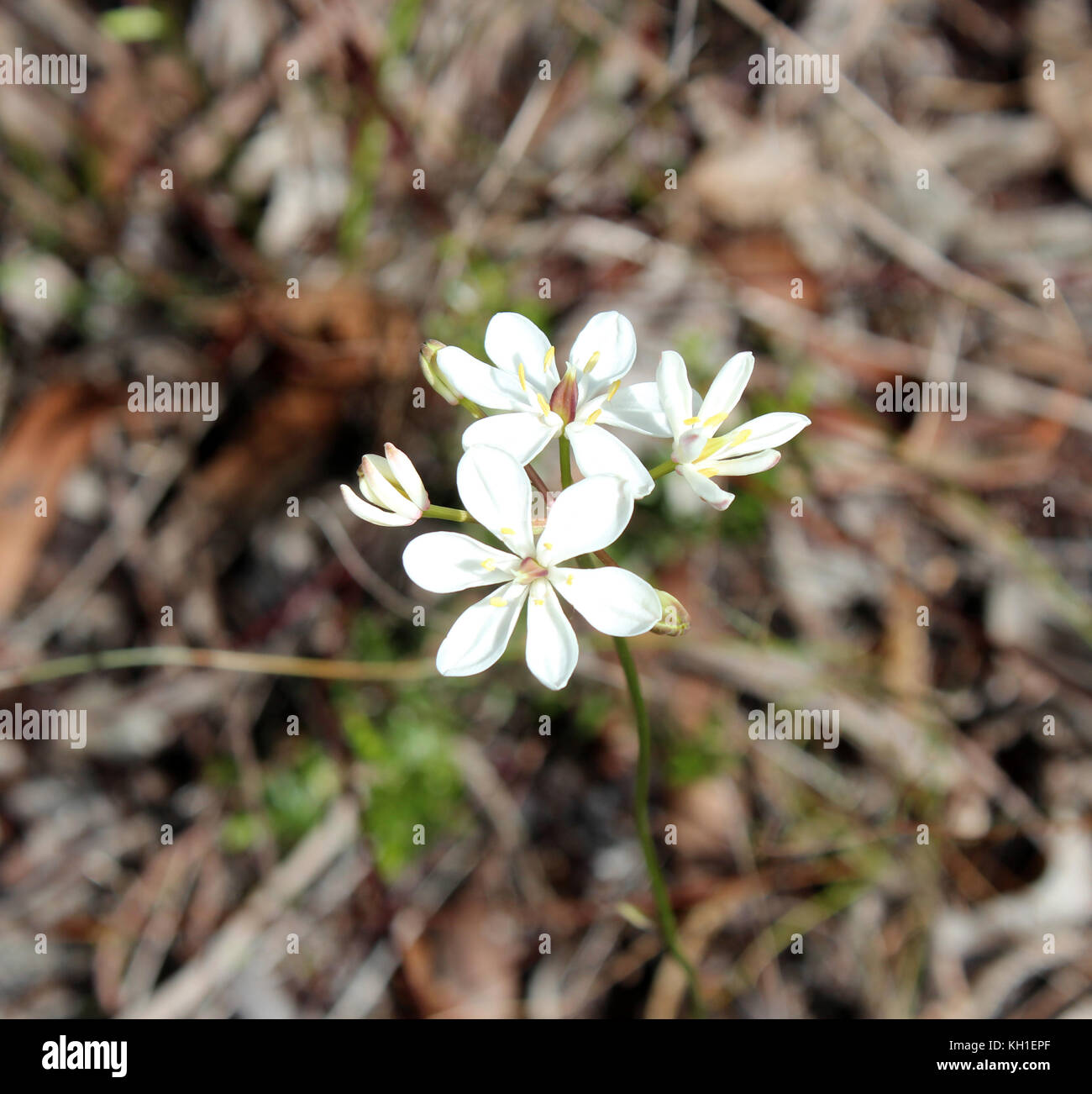Burchardia congesta (milkmaids) une herbe vivace native du sud-ouest de l'Australie , croissance au printemps en Manea Park Bunbury. Banque D'Images