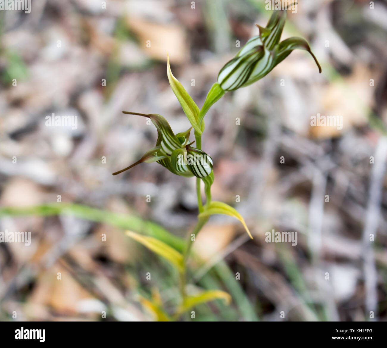 Orchid Pterostylis Greenhood bagués l'une des 120 espèces de plantes dans la famille des orchidées, Orchidaceae, grandissant dans l'Manea Park, Bunbury, Australie occidentale. Banque D'Images