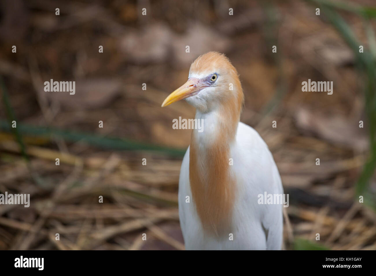 Oiseau Aigrette d'or à Singapour. Ces aigrettes sont de petits échassiers lumineux avec son plumage d'or sur leurs cous. Banque D'Images