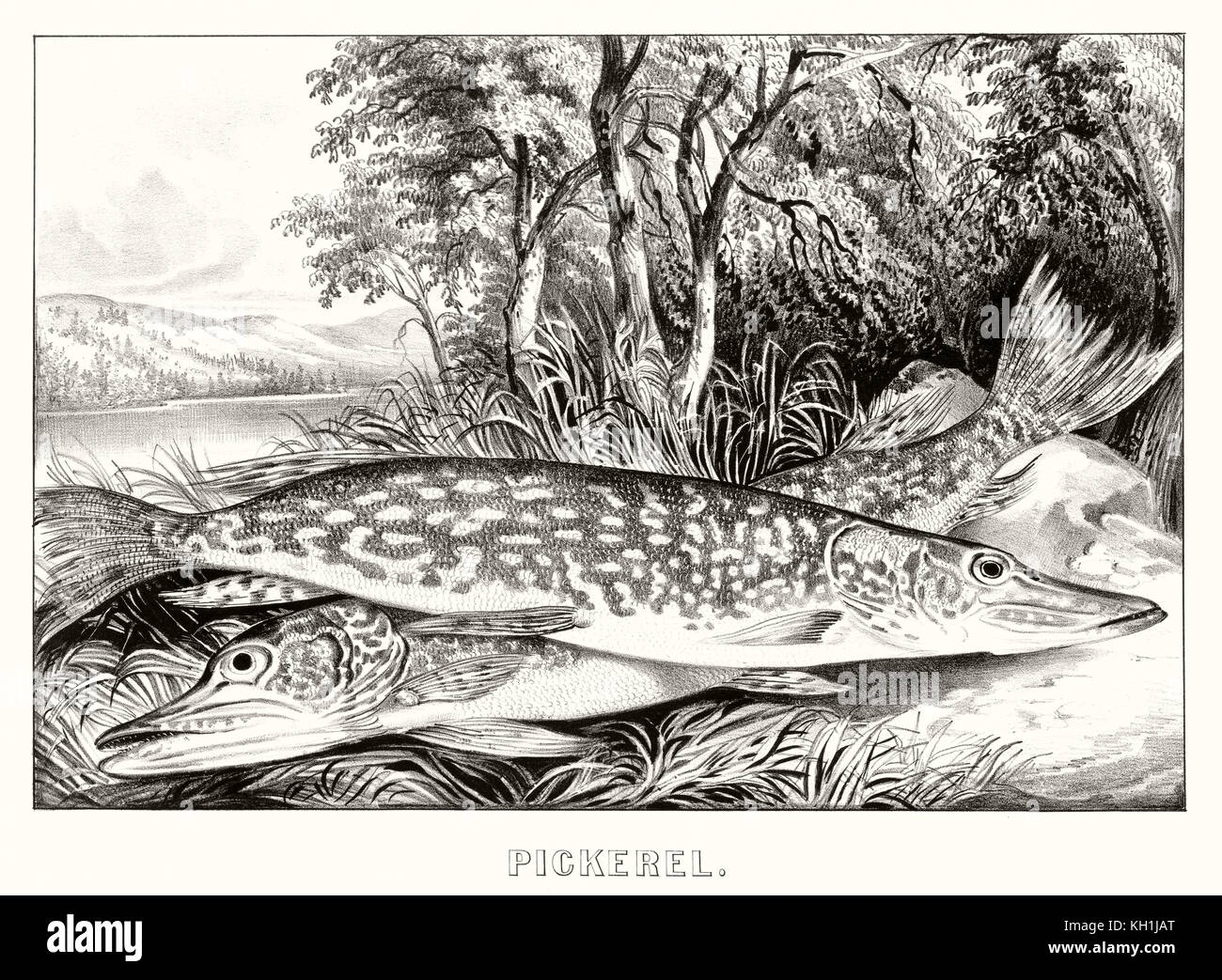 Vieille illustration de Pickerel (Esox americanus). Par Currier & Ives, publ. à New York, 1872 Banque D'Images