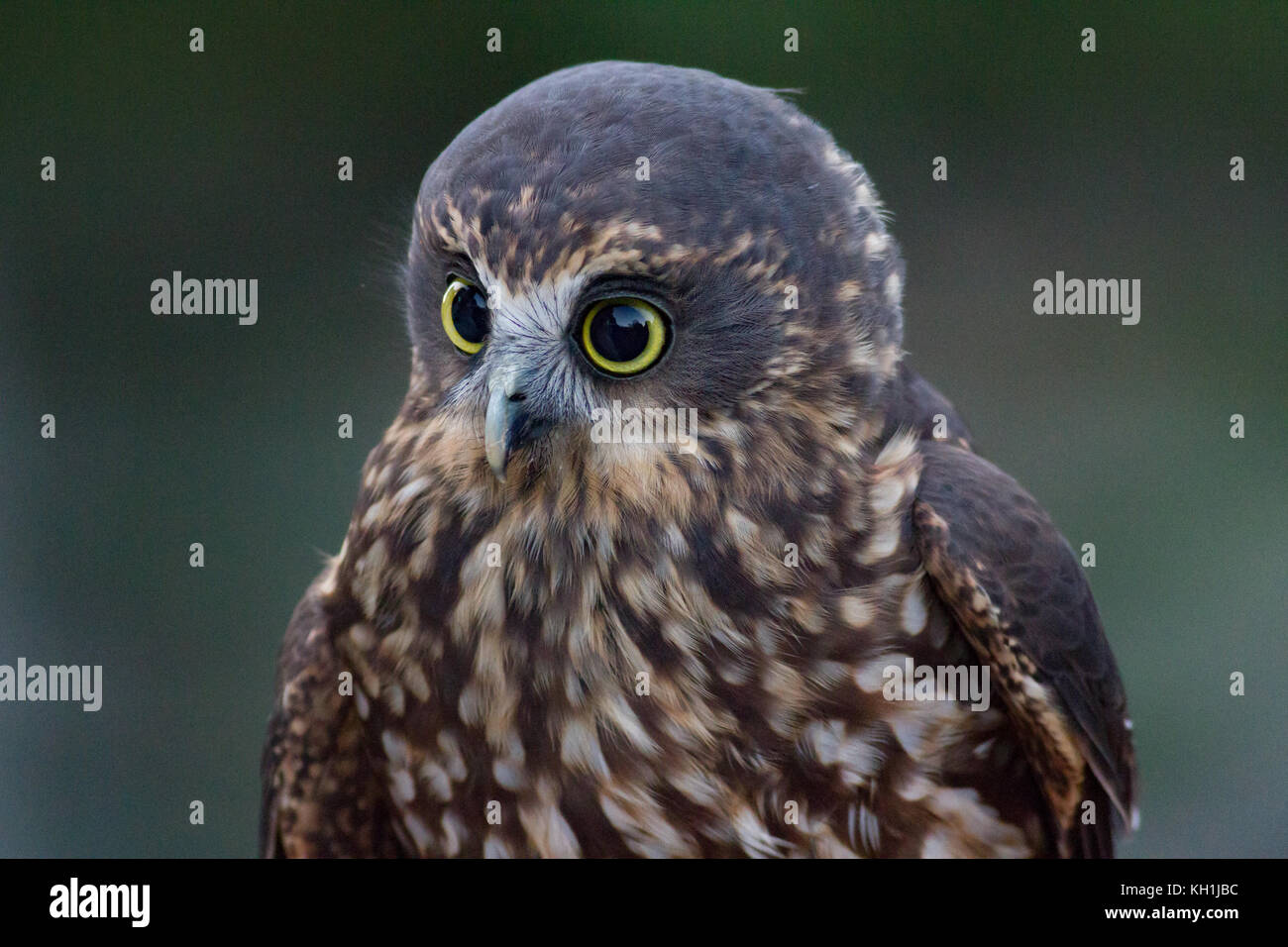 Morepork owl closeup Banque D'Images