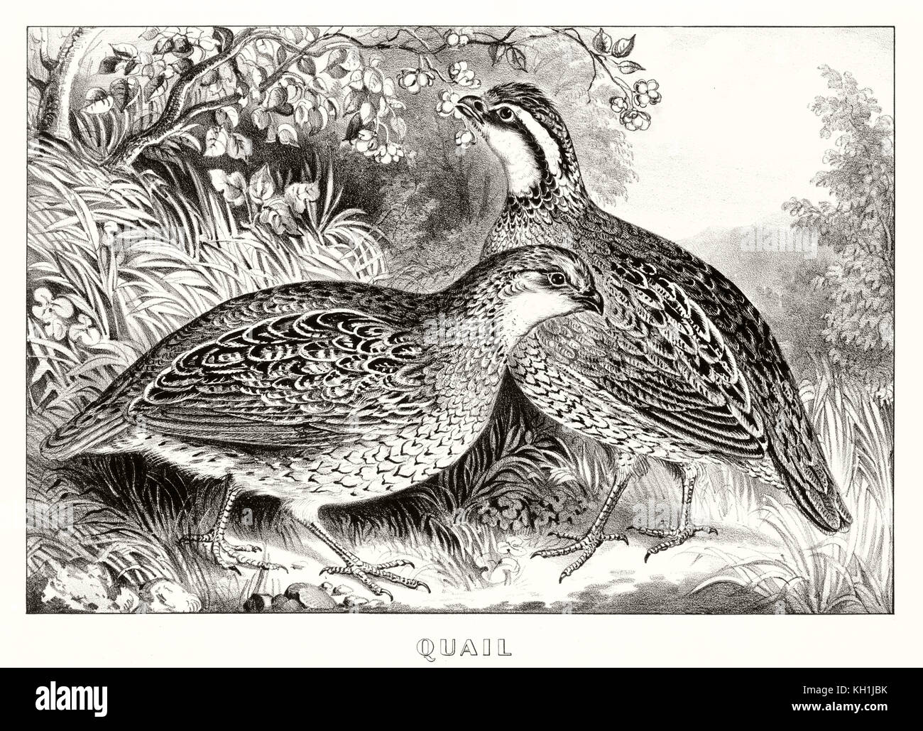 Vieille illustration de deux cailles (Coturnix coturnix). Par Currier & Ives, publ. à New York, 1871 Banque D'Images