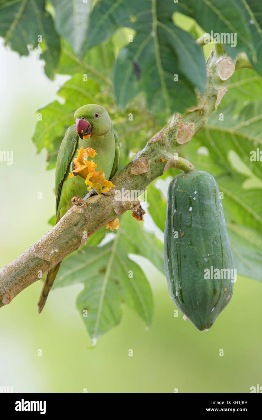 Héron pourpré - Psittacula krameri, Sri Lanka Banque D'Images