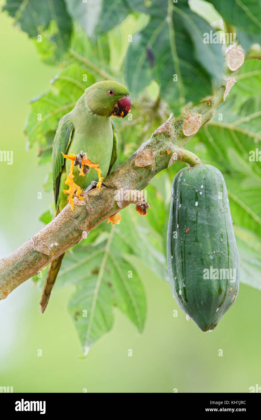 Héron pourpré - Psittacula krameri, Sri Lanka Banque D'Images