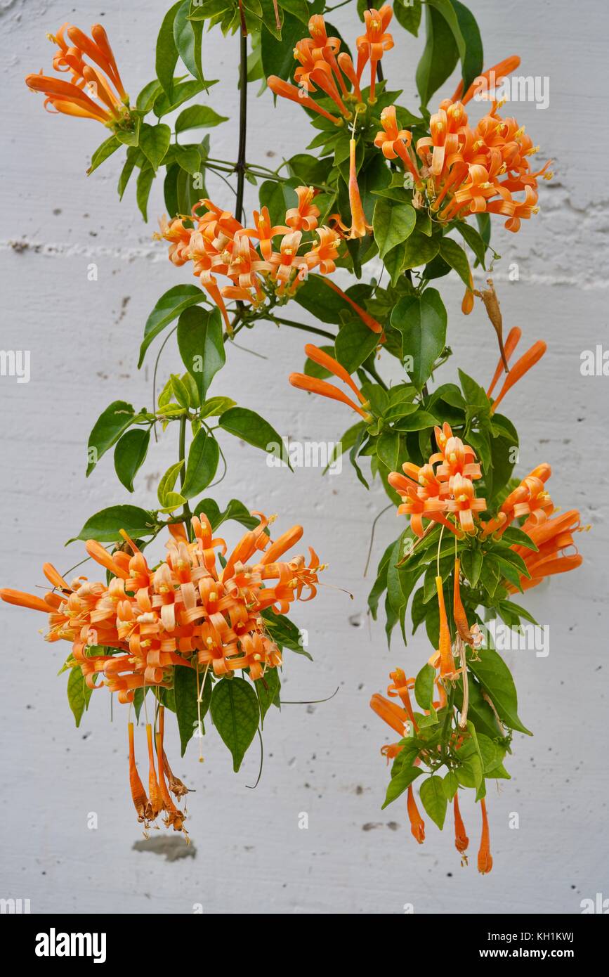 Vigne trompette orange devant un mur blanc Banque D'Images