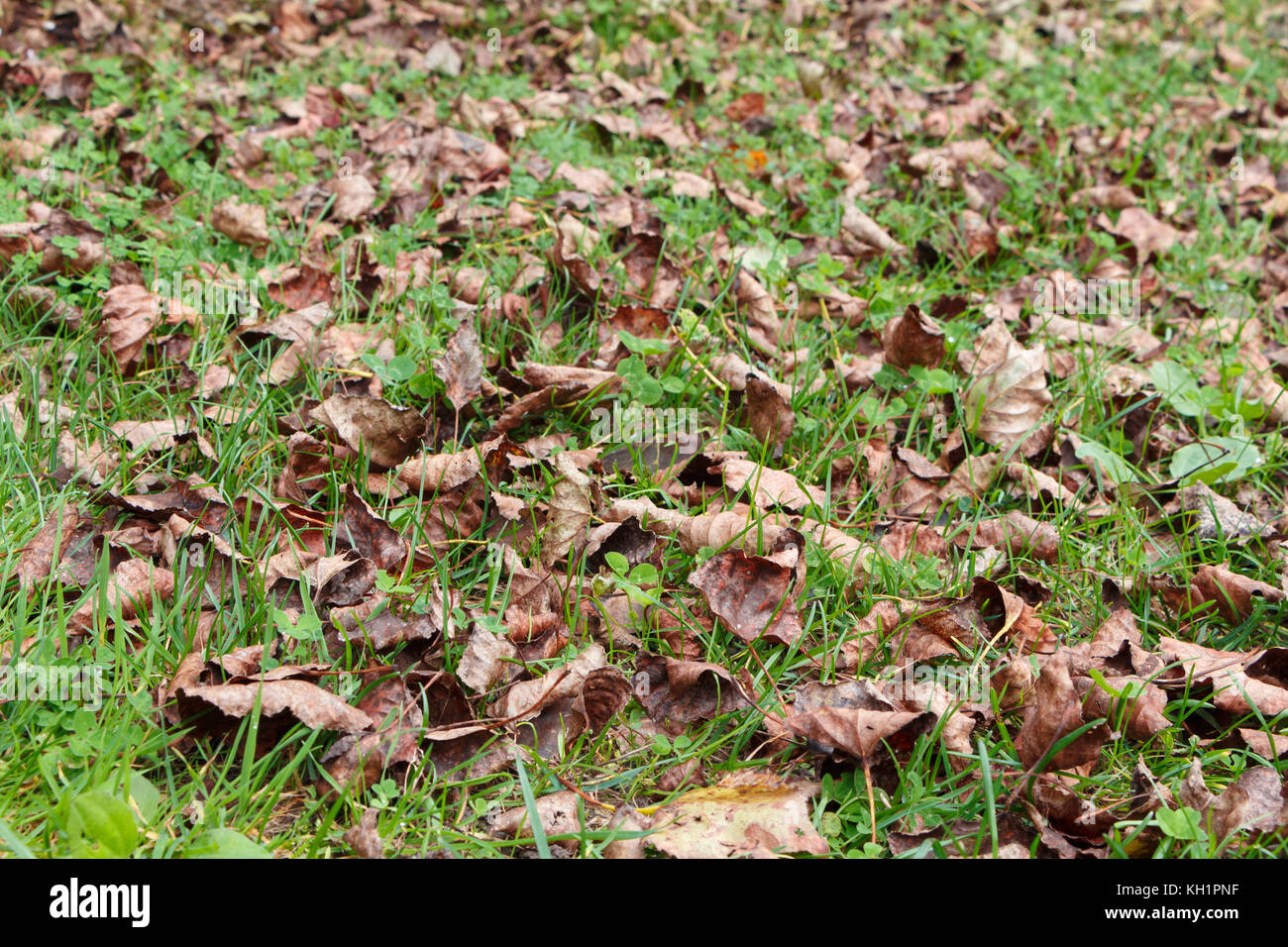 Les feuilles mortes sur le gazon d'un jardin Banque D'Images