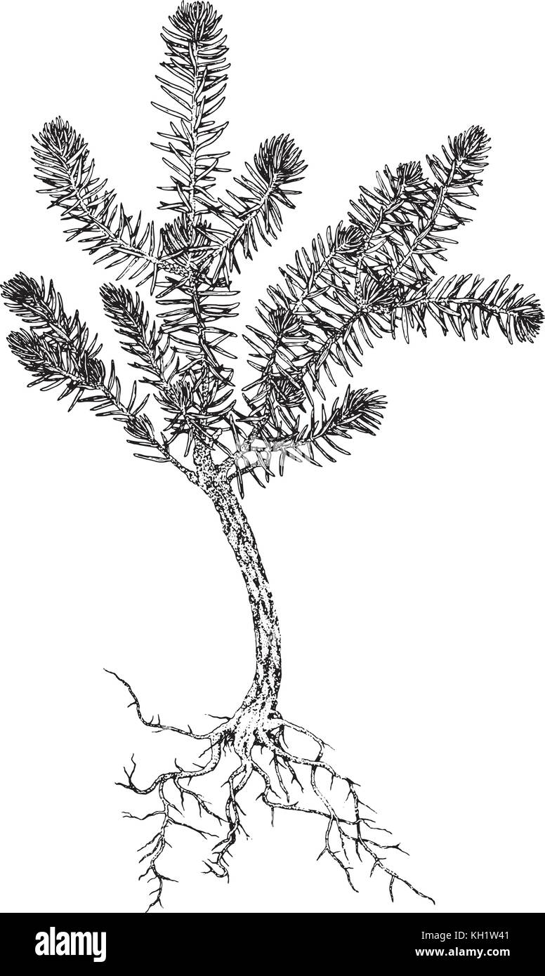 Illustration de sapins Illustration de Vecteur