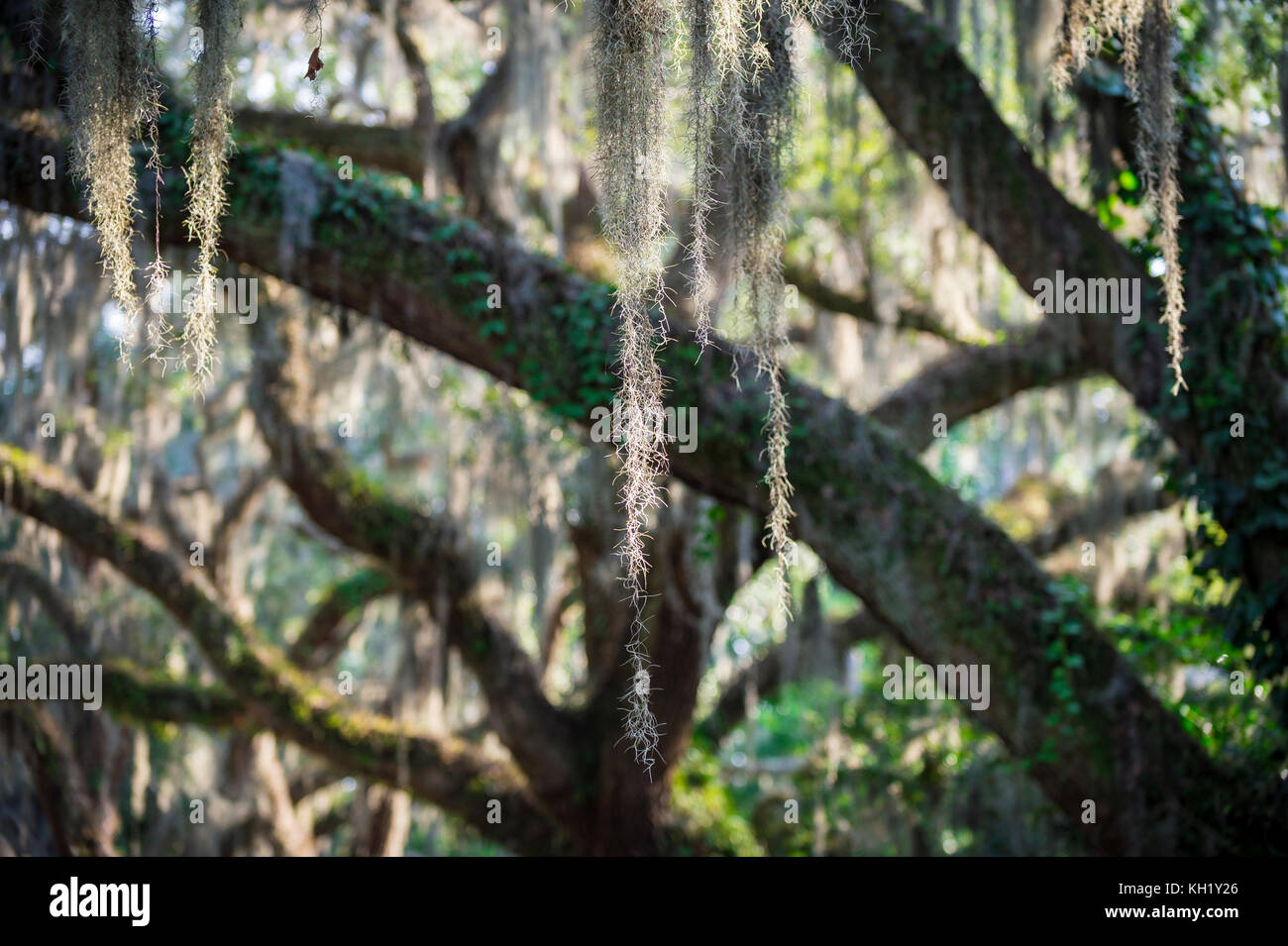Vue romantique de la mousse espagnole suspendus aux branches d'un chêne majestueux arbre dans le sud américain Banque D'Images