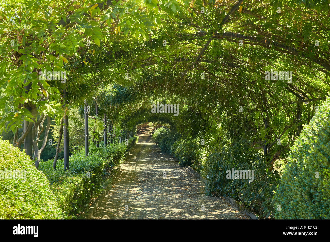 Un chemin dans un parc public à Florence avec un toit fait de grapevine Banque D'Images