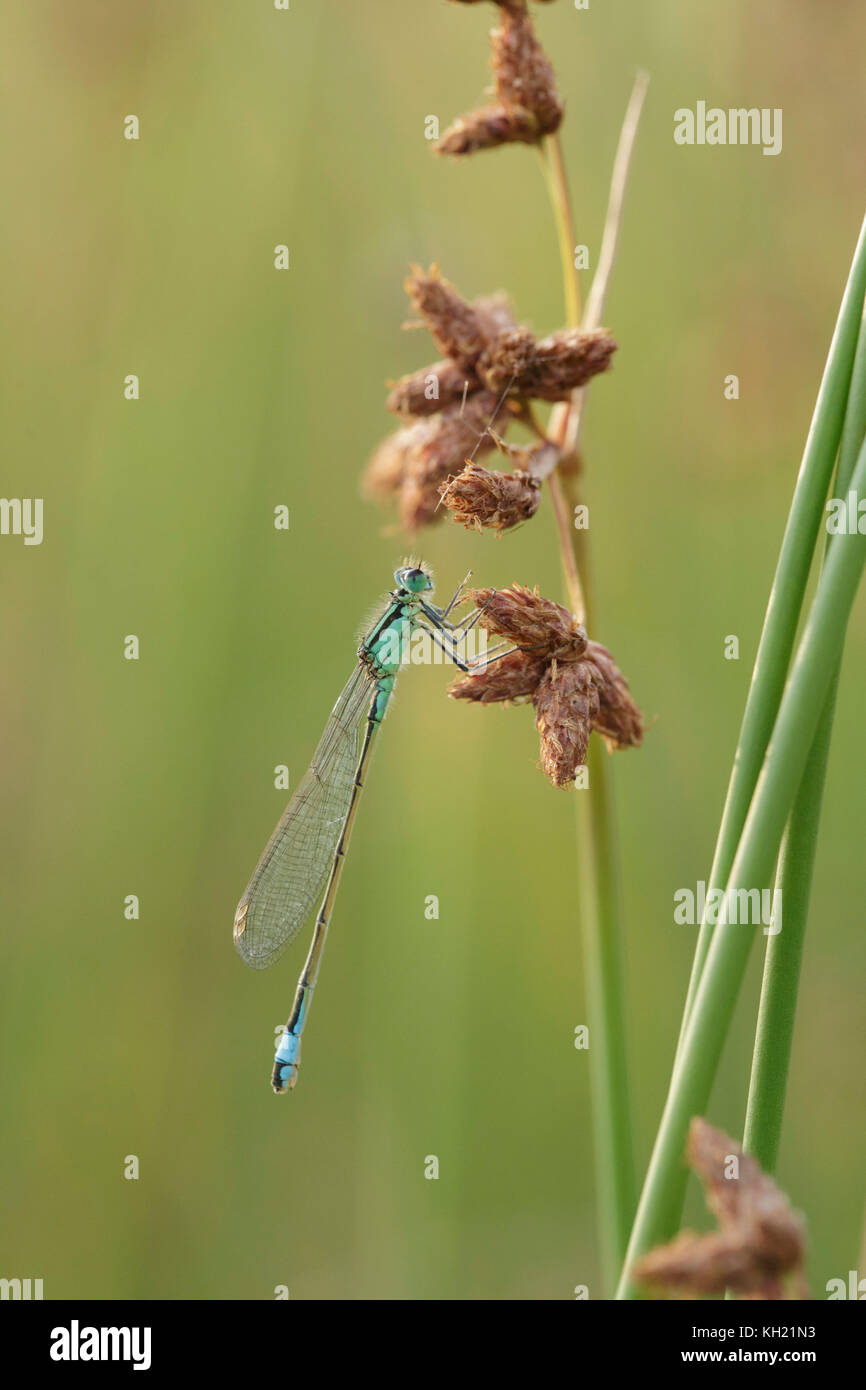Damselfy à queue bleue (Ischnura elegans) mâle adulte, en appui sur la tige, West Yorkshire, engand, juillet Banque D'Images