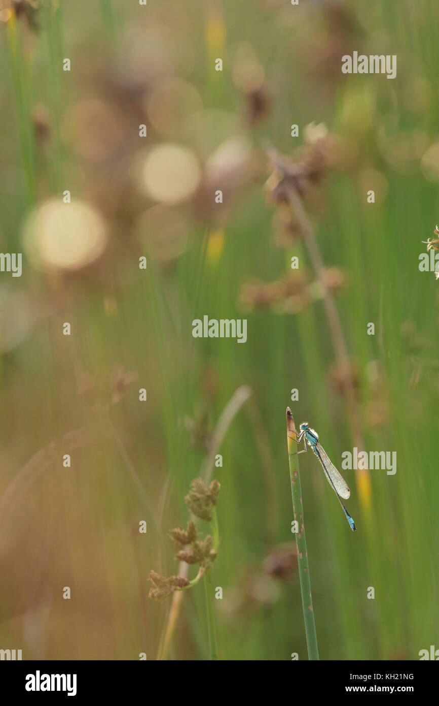 Damselfy à queue bleue (Ischnura elegans) mâle adulte, en appui sur la tige, West Yorkshire, engand, juillet Banque D'Images