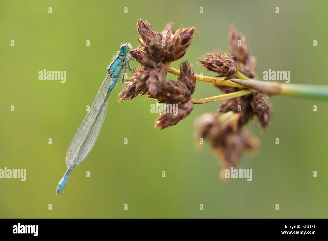 Damselfy à queue bleue (Ischnura elegans) mâle adulte, en appui sur la tige, West Yorkshire, engand, juillet Banque D'Images