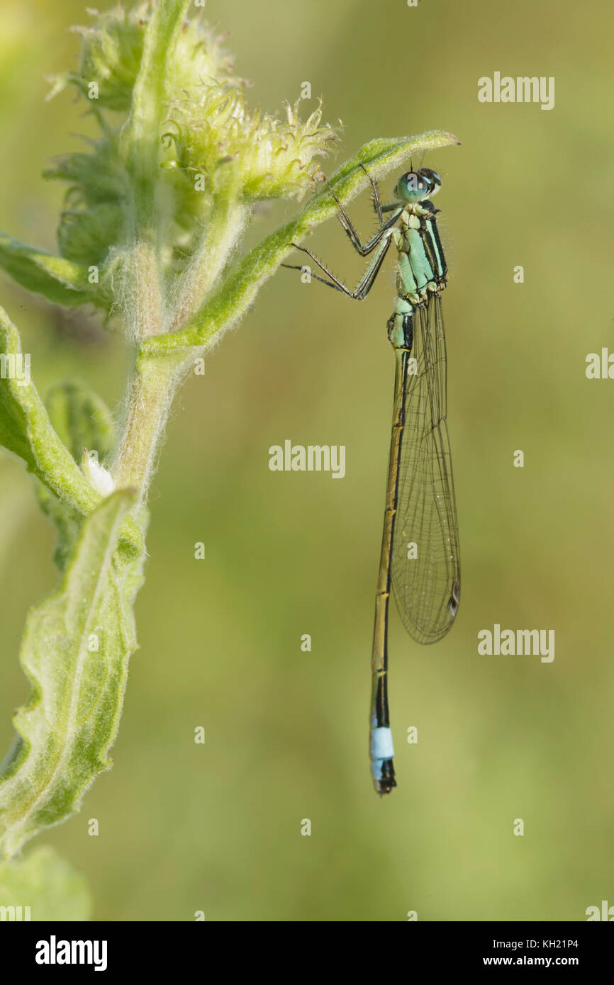 Damselfy à queue bleue (Ischnura elegans) mâle adulte, en appui sur la tige, West Yorkshire, Engand, Juillet Banque D'Images