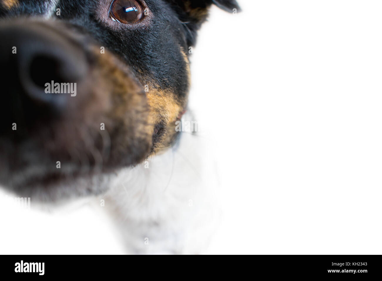 Chien enjoué, toucher le nez dans l'objectif de la caméra, gros plan, le nez hors de l'accent, l'accent sur l'oeil, isolé sur fond blanc Banque D'Images