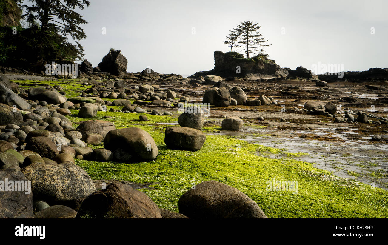 (West Coast Trail, l'île de Vancouver, C.-B., Canada) Banque D'Images