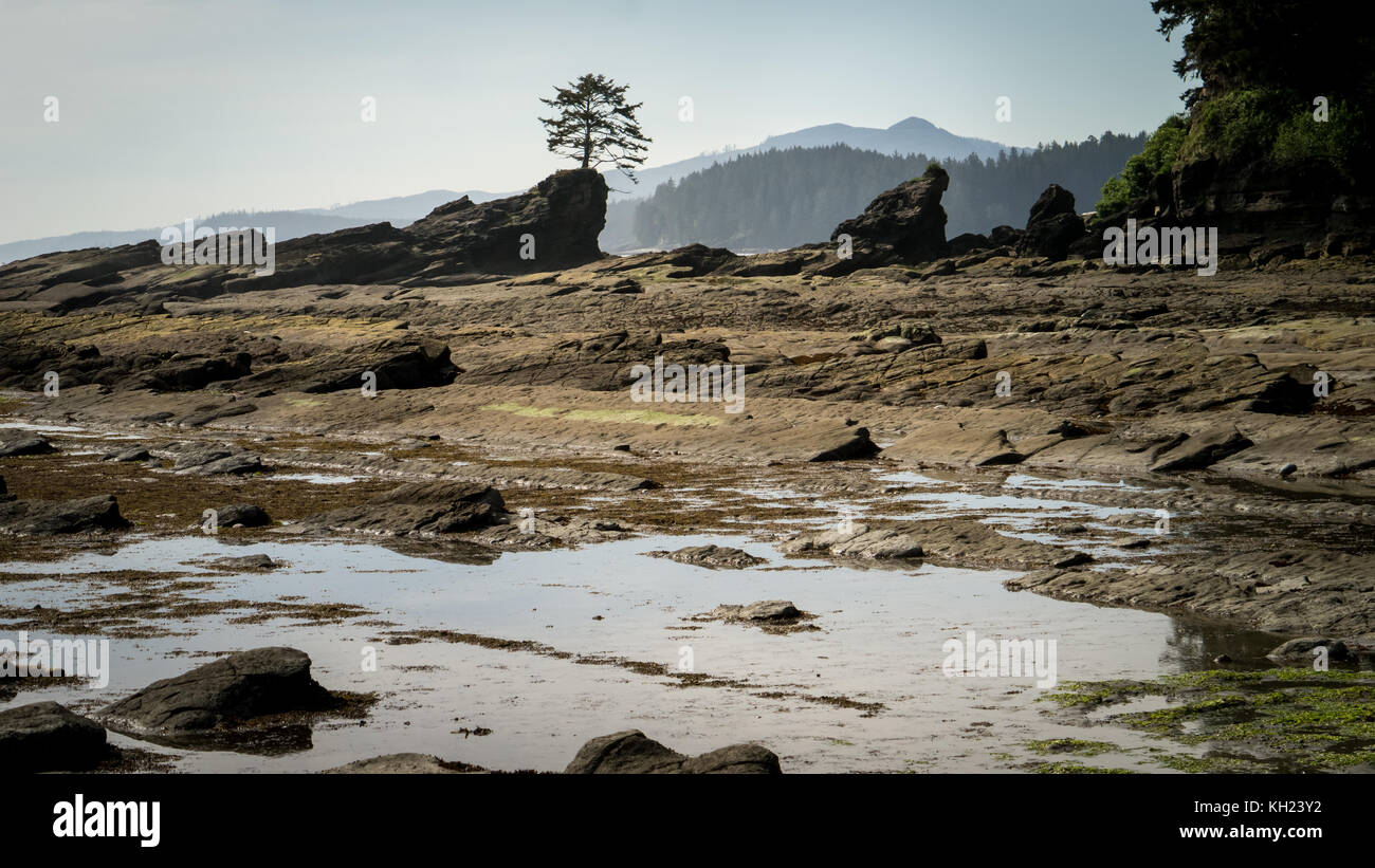 (West Coast Trail, l'île de Vancouver, C.-B., Canada) Banque D'Images