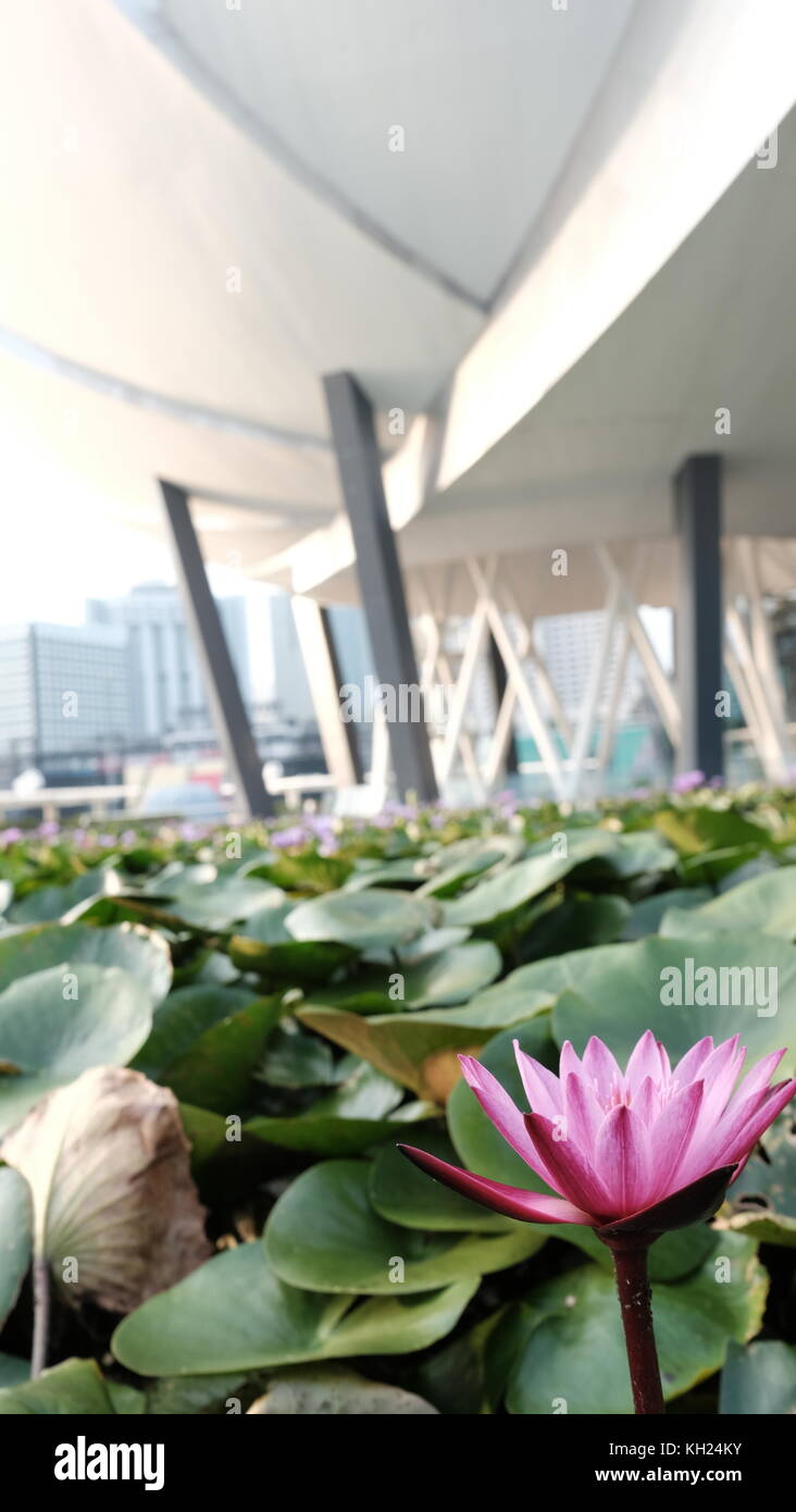 Lotus at musée artscience, Marina Bay waterfront Singapour Banque D'Images