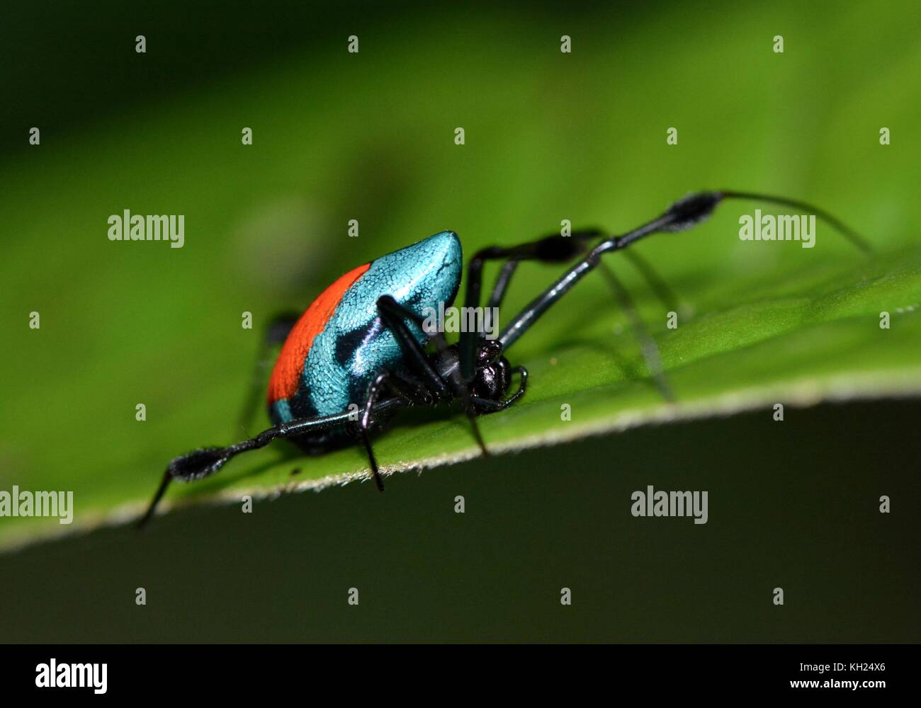 Orb weaver rouge et bleu, opadometa sarawakensis, dans sa jungle de Bornéo Banque D'Images