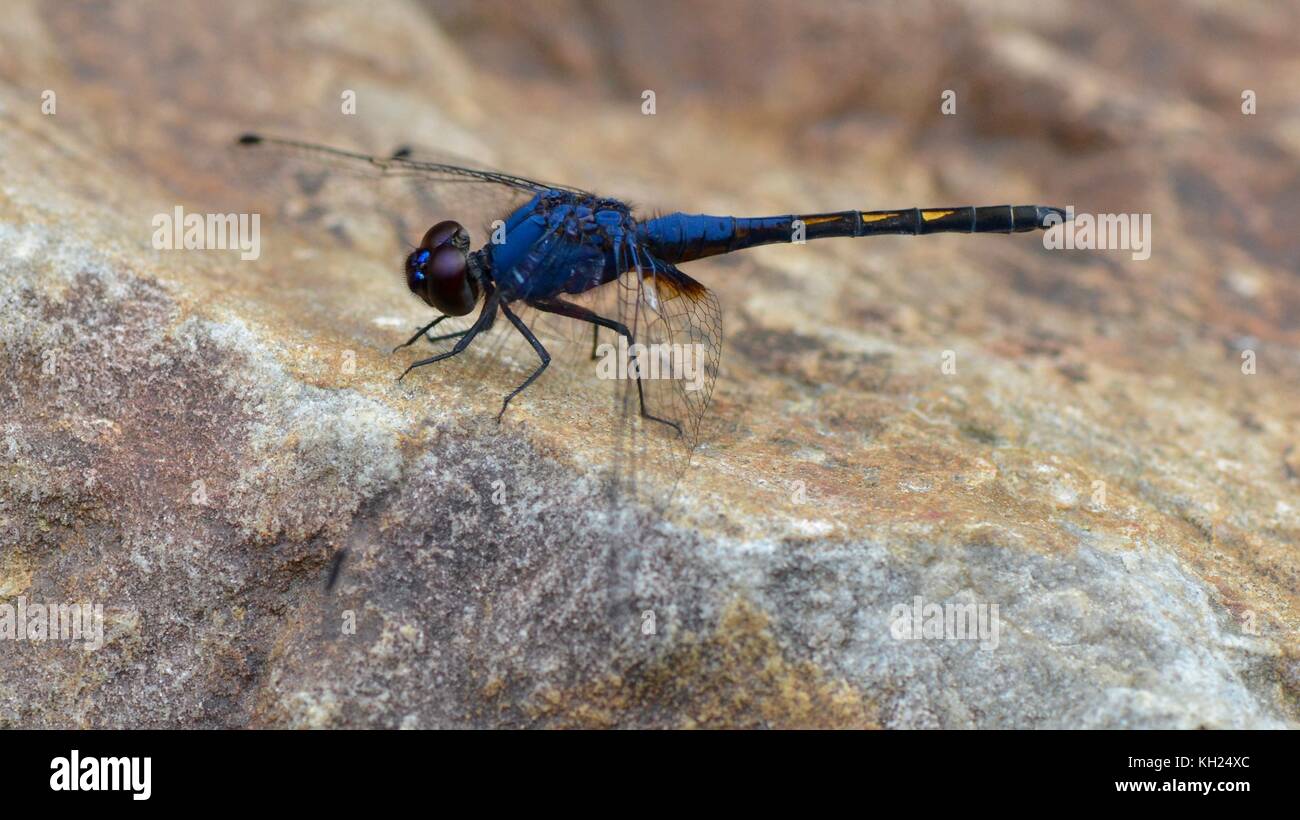 Bleu libellule riche, un ruisseau noir, planeur du sarawak Banque D'Images