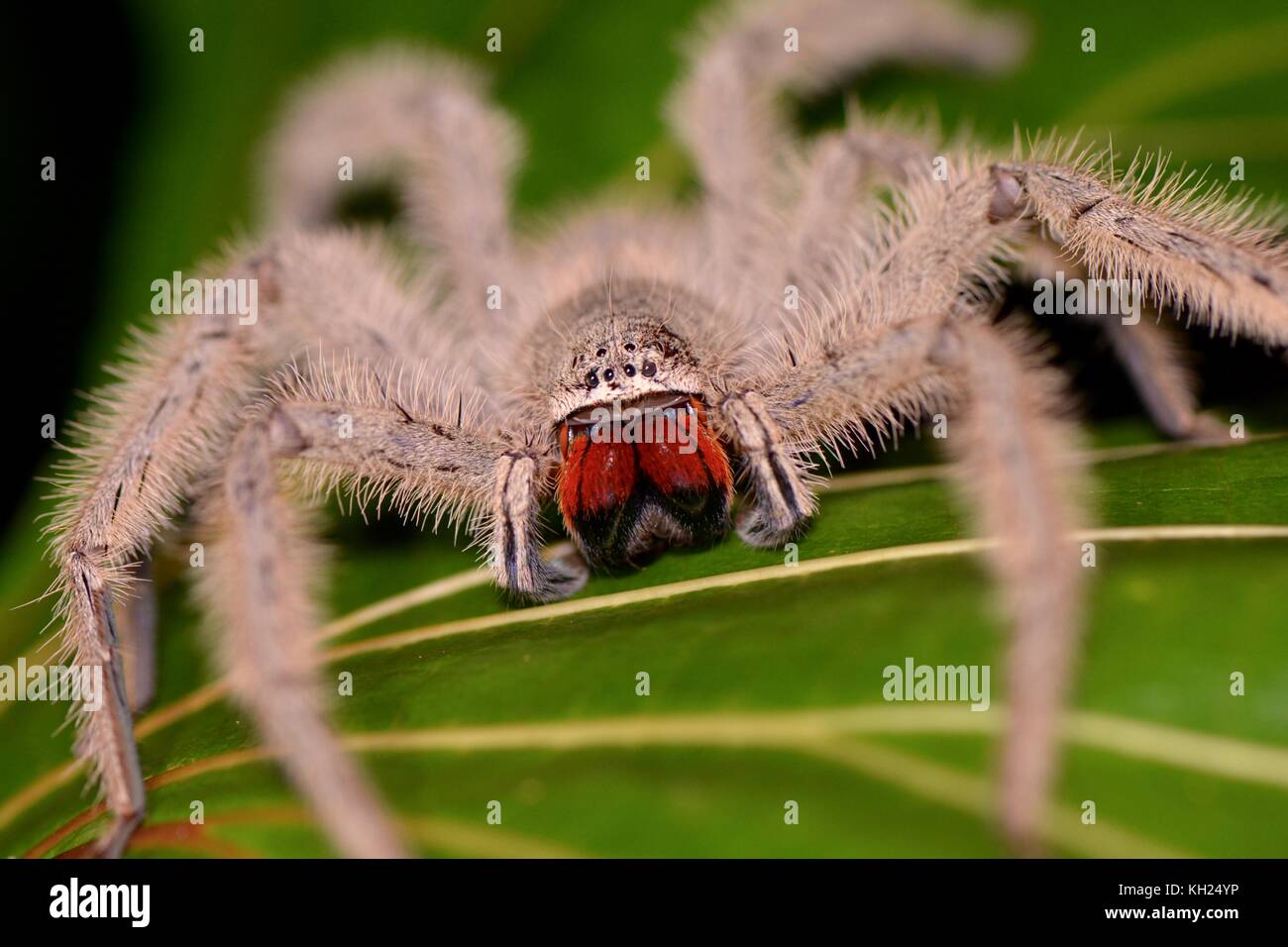 Plate-rouge (thelcticopis orichalcea huntsman furry) attendent en embuscade dans la jungle de nuit de Bornéo Banque D'Images