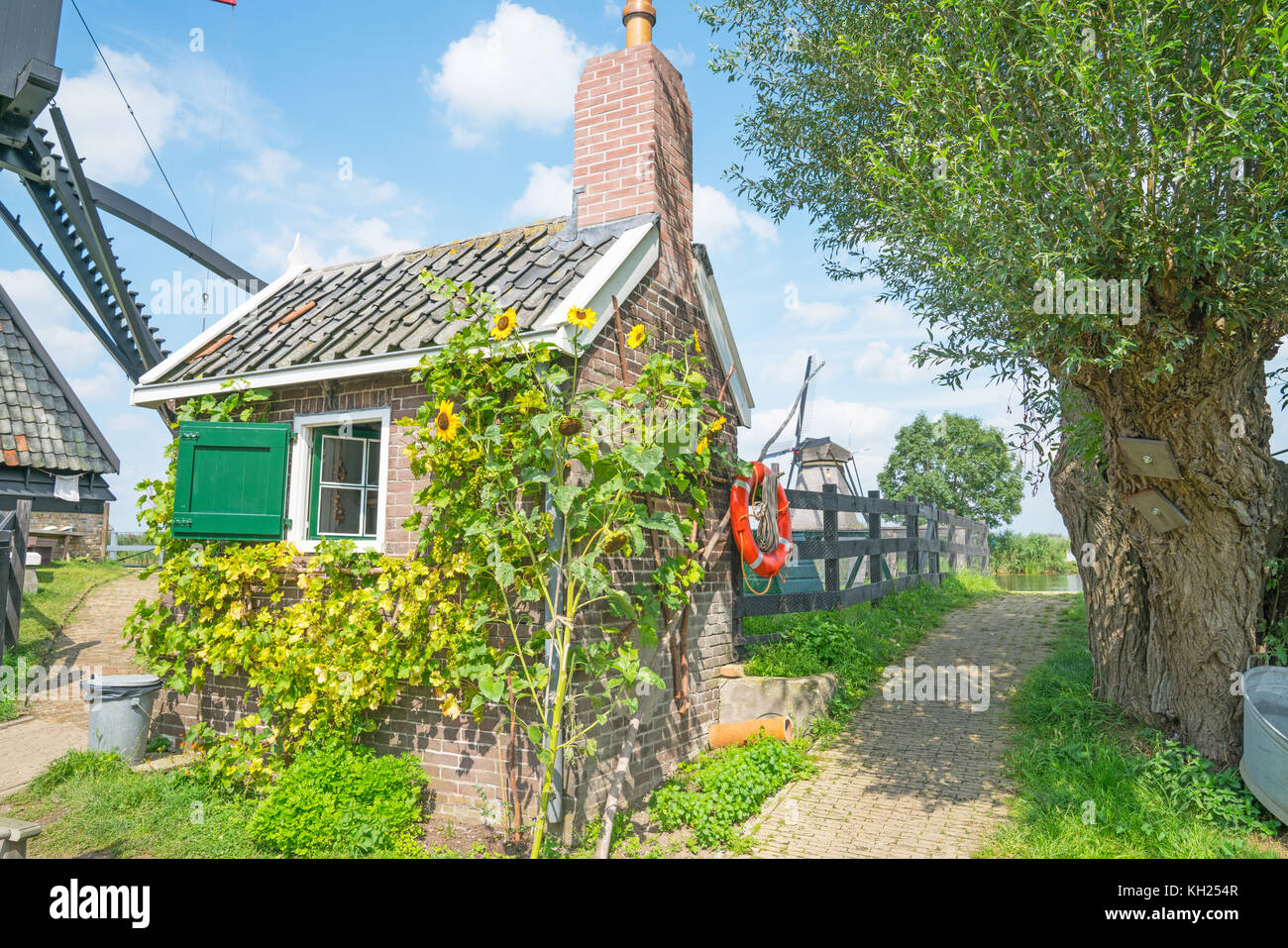 Petit cottage en brique avec fenêtre ouverte entourée de vieux saule willow tree, le tournesol dans le district de kinderdijk destination touristique populaire avec son sce Banque D'Images