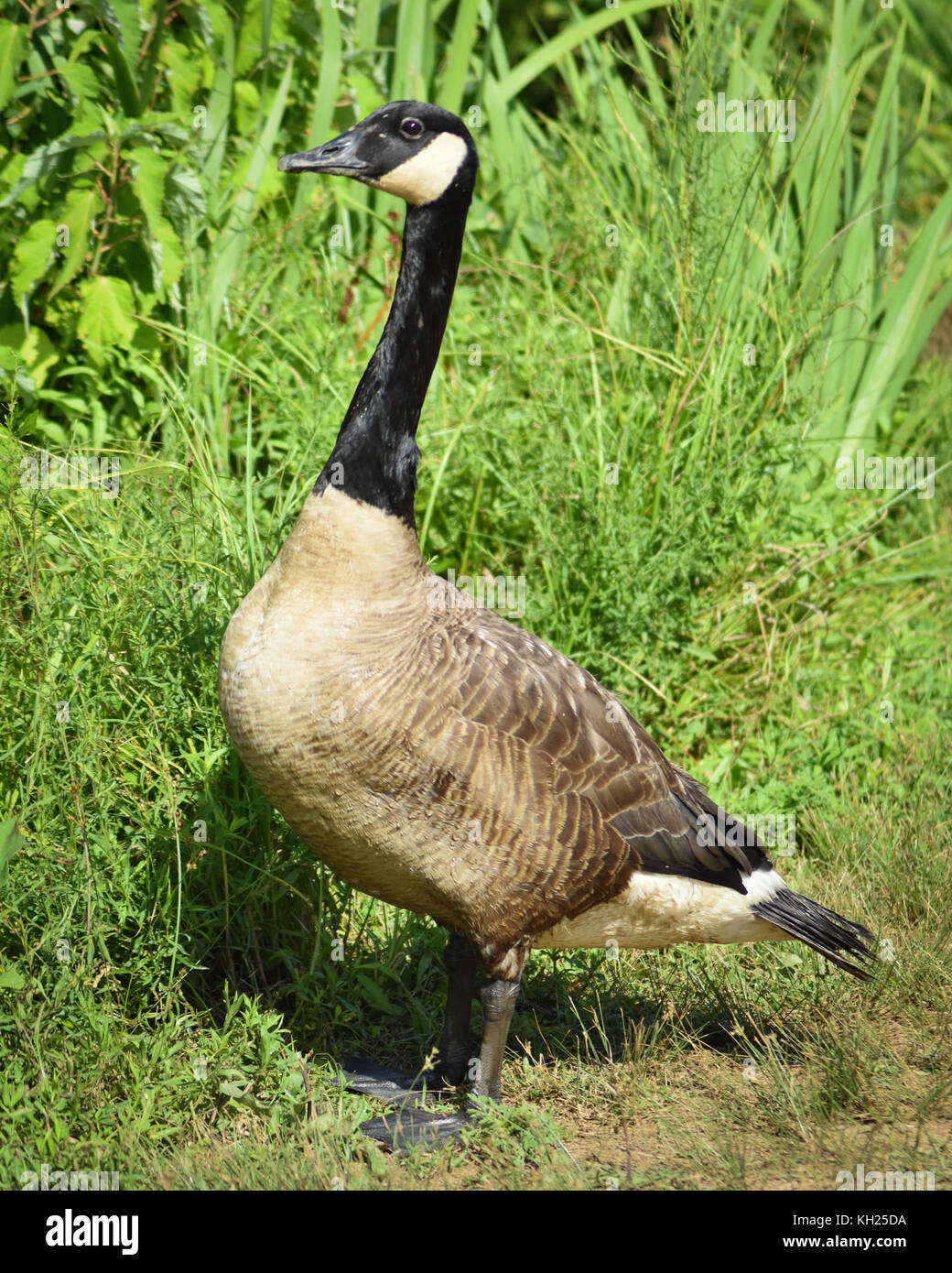 Canada Goose de prendre une promenade Banque D'Images