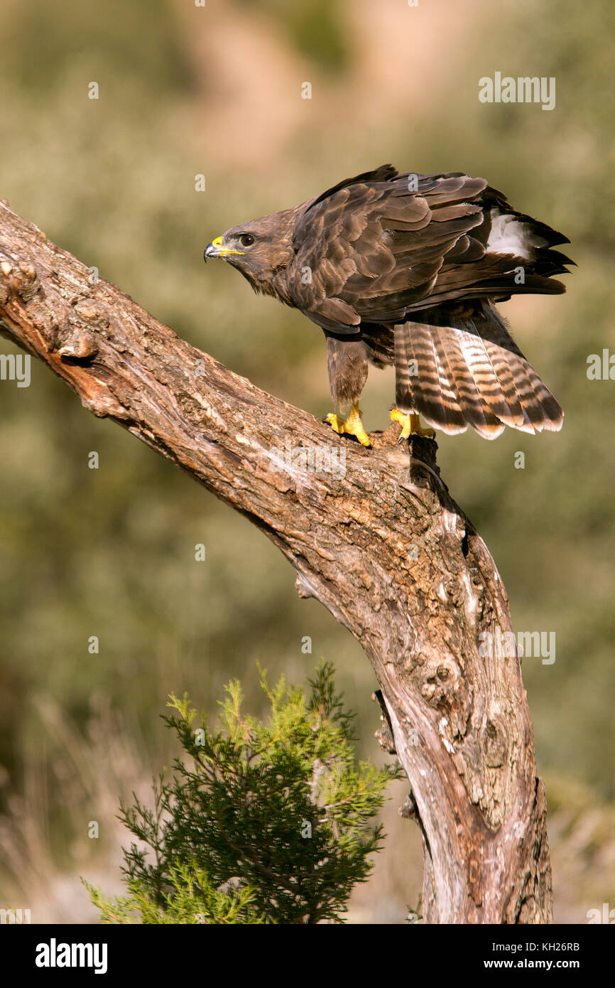 buteo buteo Banque D'Images