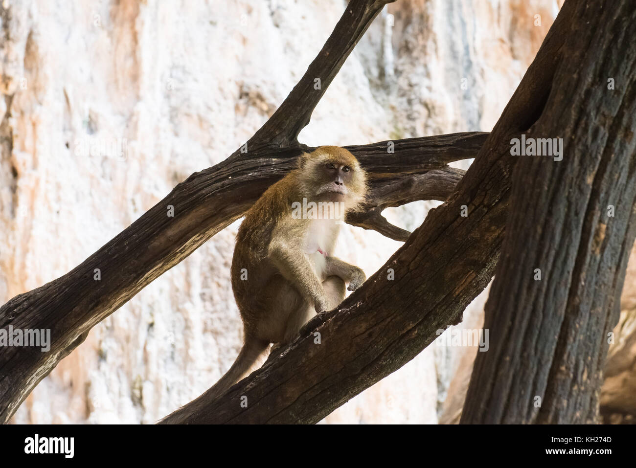 Singe De Macaque Sur Le Fond Blanc Photo stock - Image du faune, regard