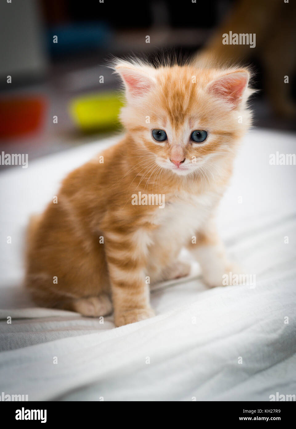 Blue Eyed¨chaton assis et à la Banque D'Images