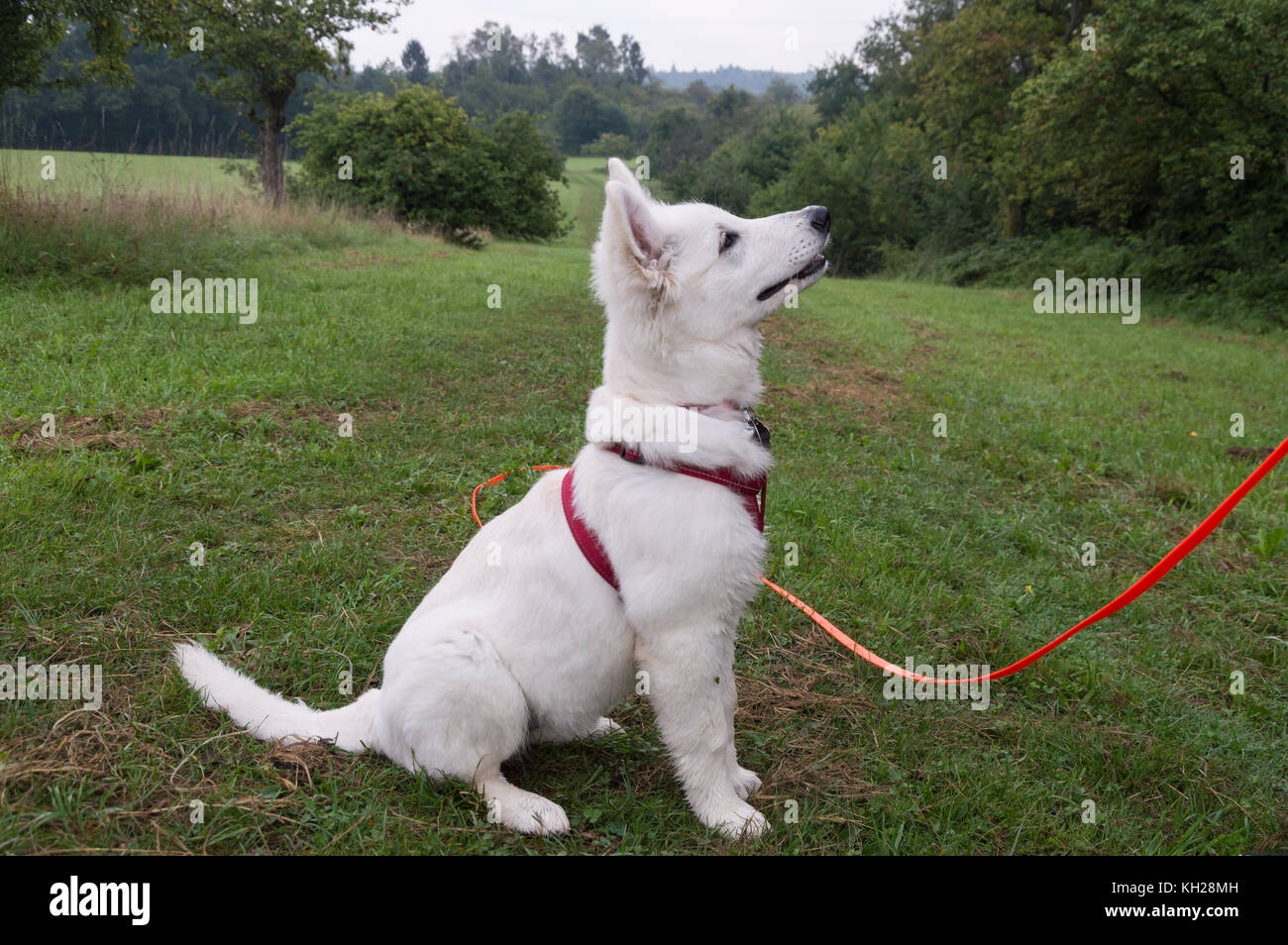 Chien de berger blanc berger blanc suisse - Banque D'Images