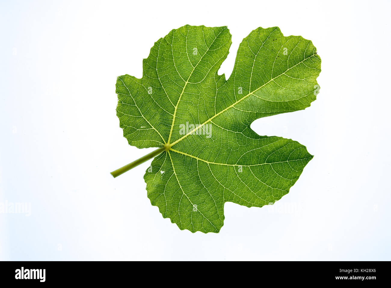 Gros plan d'une seule feuille de vigne verte contre un fond blanc Banque D'Images