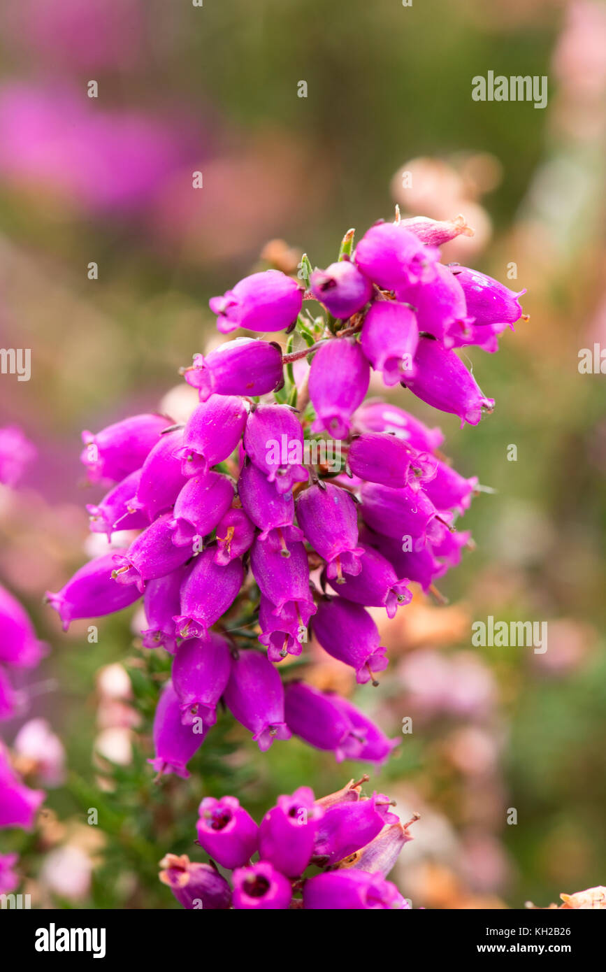 Heather Bell sur Guisborough Moor. Banque D'Images