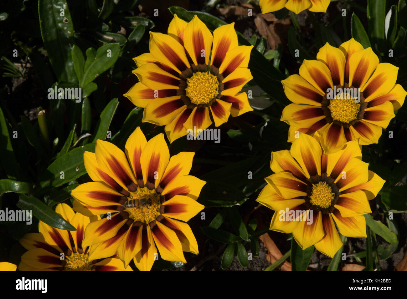 Gazania 'tiger stripes flower in the valley gardens, Harrogate, North Yorkshire, Angleterre, Royaume-Uni. Banque D'Images