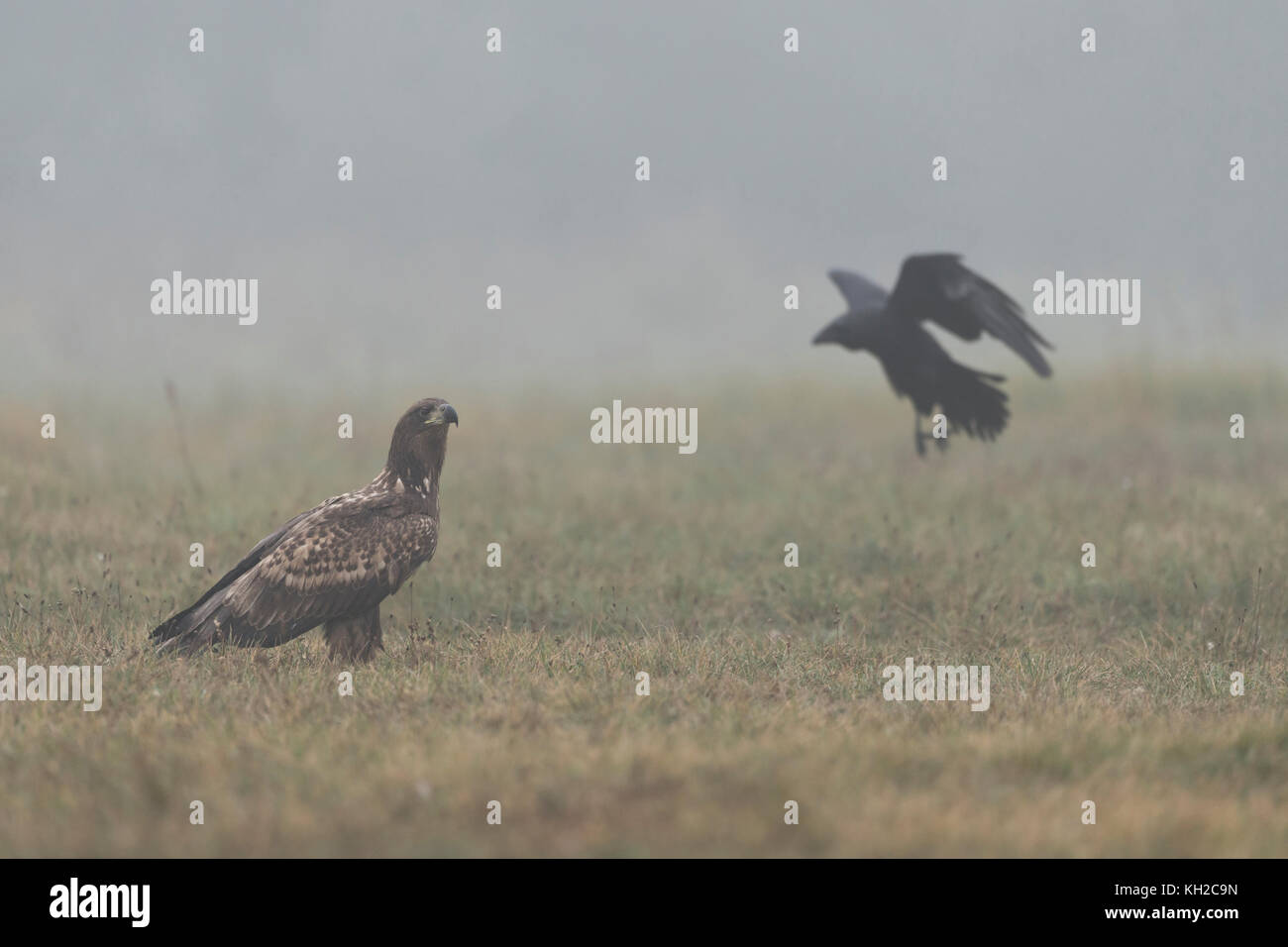 Aigle à queue blanche / aigle de mer ( Haliaeetus albicilla ), immature, adolescent, assis sur le sol, à l'observation d'un Corbeau commun en vol, Europe. Banque D'Images