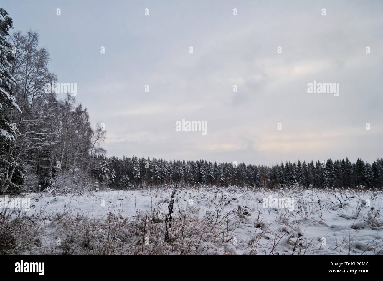Champ d'hiver près de la forêt dans le temps sombre Banque D'Images