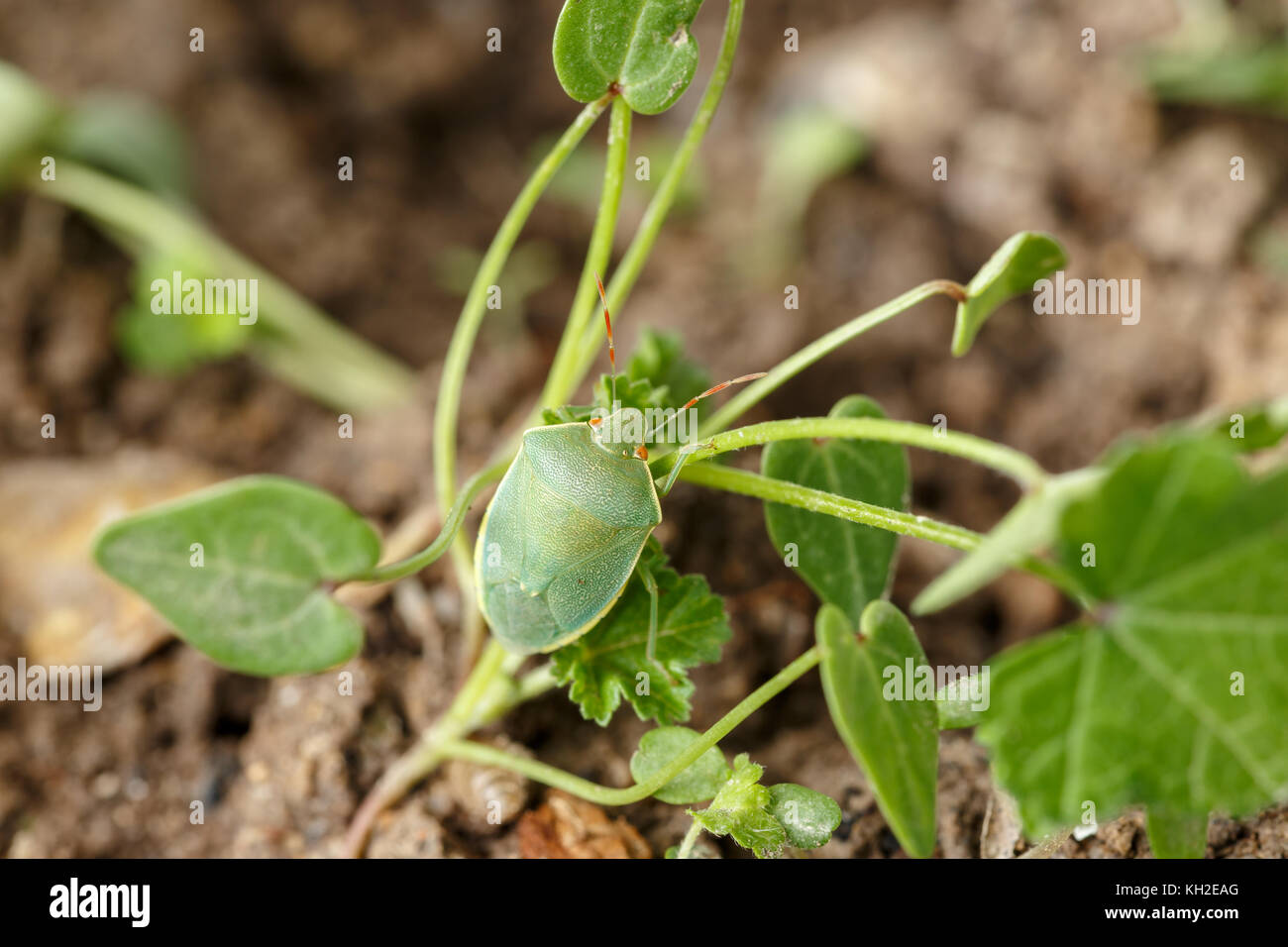 Green Shield bug (Nezara viridula) avec les yeux rouges et antennes accroché au tronc mince de petite herbe. En espagnol : chinche verde Banque D'Images