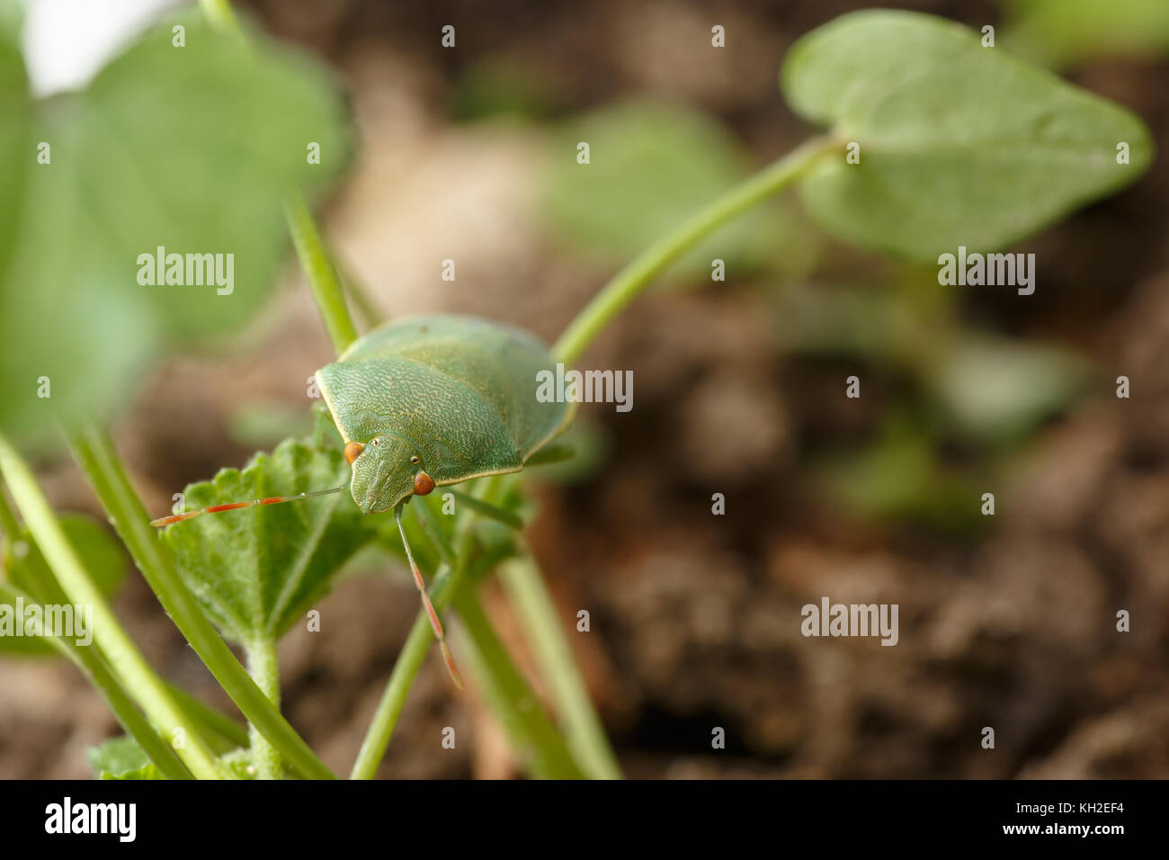 Détail des yeux rouges et antennes de southern green stink bug qui est à la recherche d'appareil photo. Nezara viridula est considéré comme l'insecte dans l'agriculture Banque D'Images
