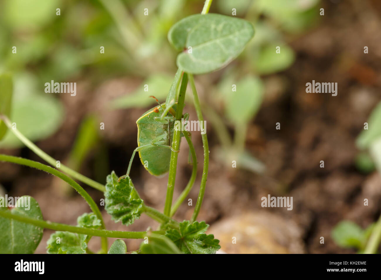 Vue ventrale de Nezara viridula, le southern green stink bug (ou bouclier), c'est l'ascension du tronc mince de petite herbe. En espagnol : chinche verde Banque D'Images