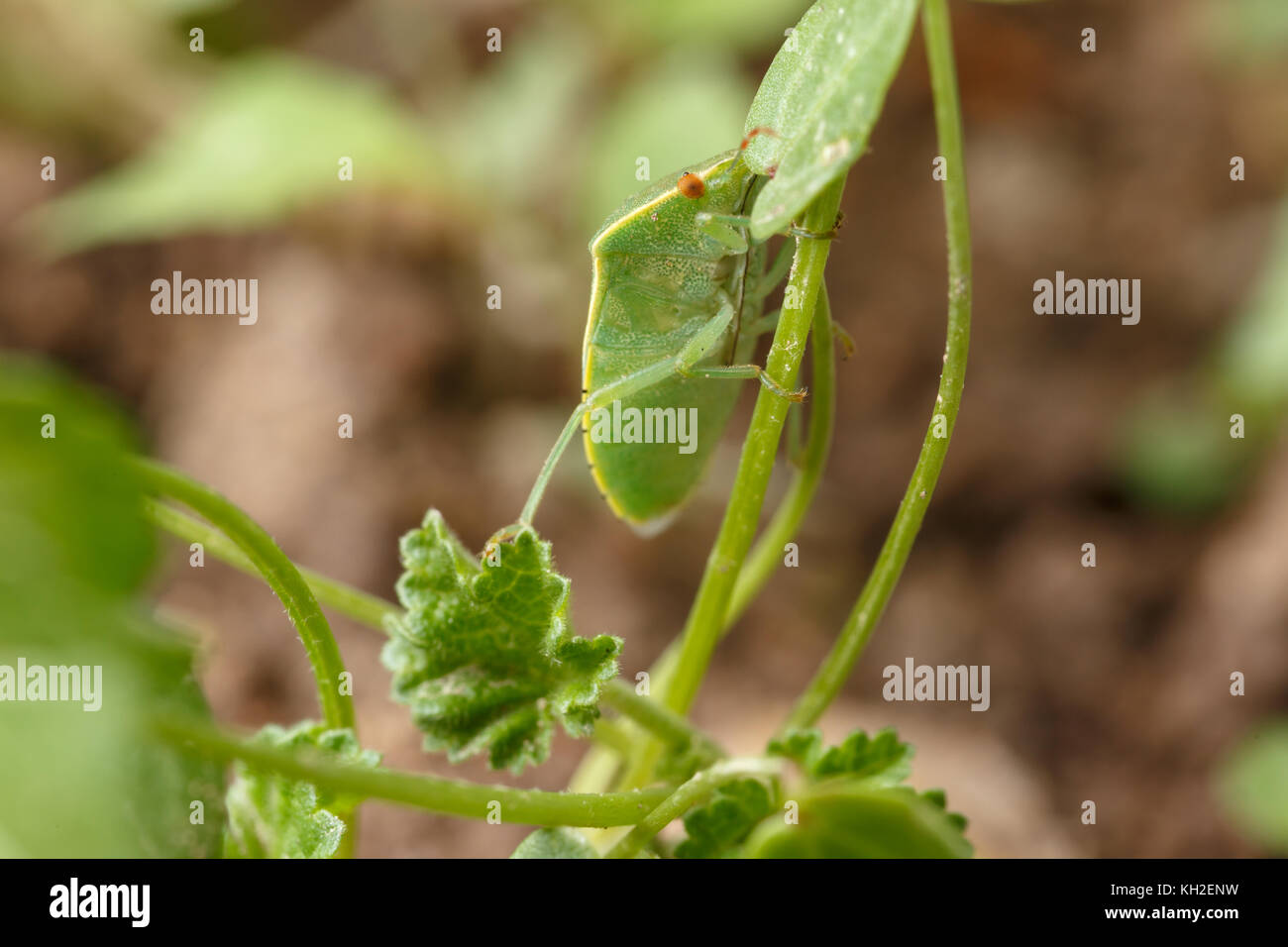 Vue détaillée de Nezara viridula, le southern green stink bug (ou bouclier), c'est l'ascension du tronc mince de petite herbe. En espagnol : chinche verde Banque D'Images