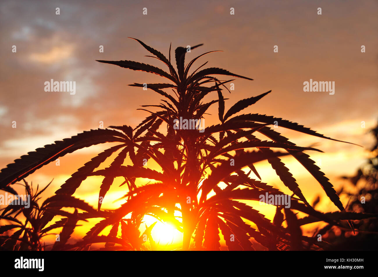 Silhouette de plante de cannabis tôt le matin Banque D'Images