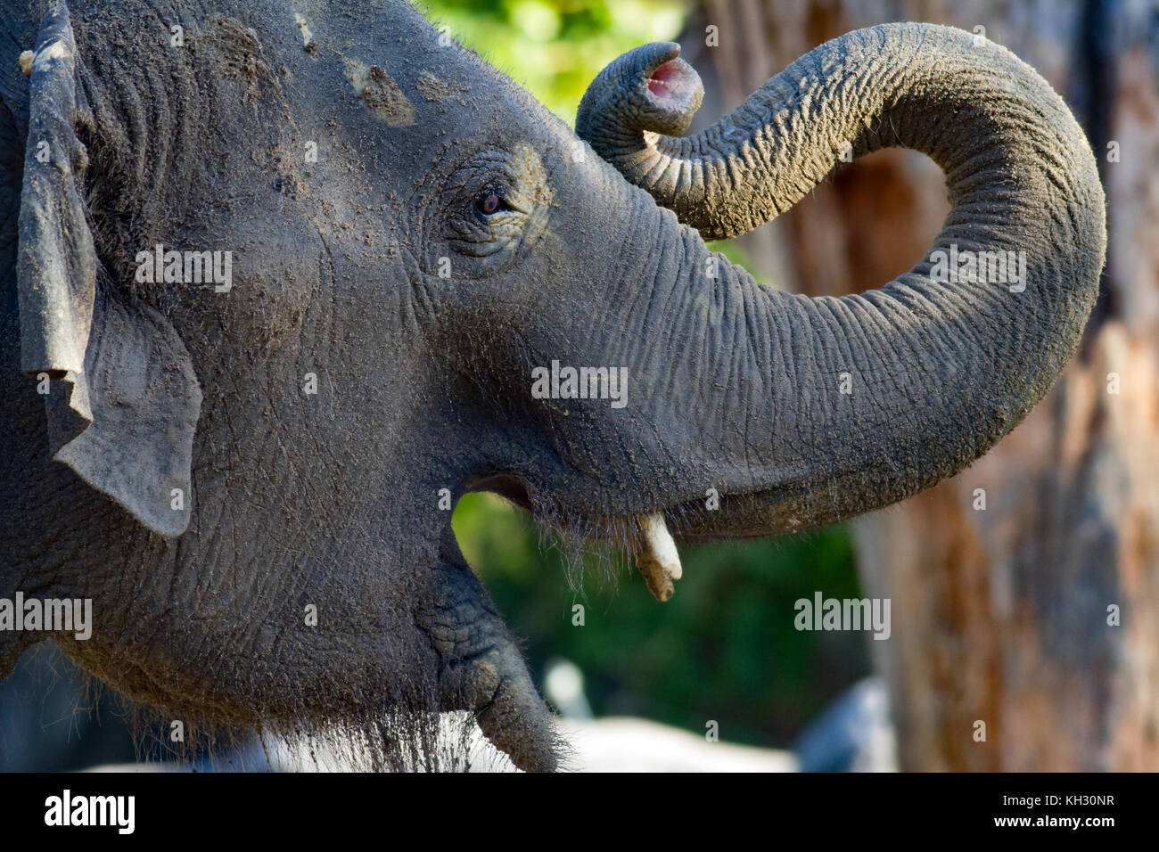 Bébé éléphant libre avec trunk panneaux Banque D'Images