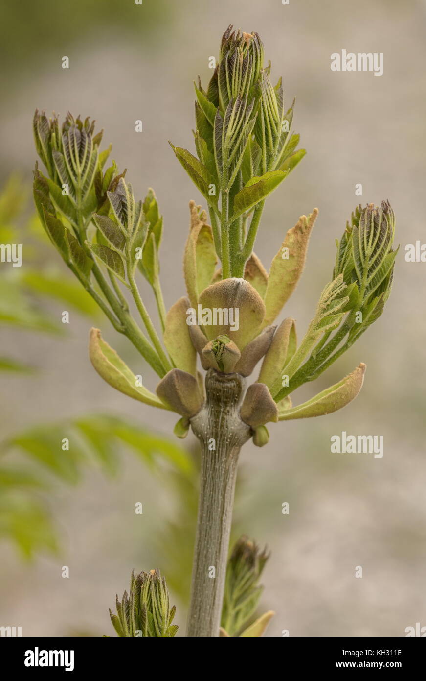 Frêne à feuilles étroites Fraxinus, angustifolius nouvelles feuilles émergeant de bourgeons au printemps. La Croatie. Banque D'Images