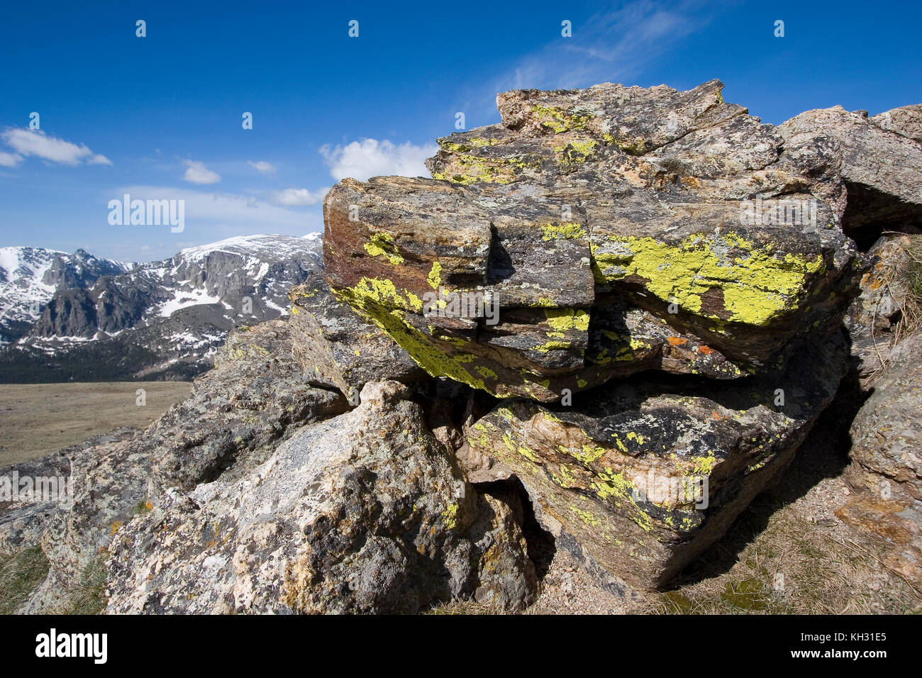 Lichens sur rock à 12 110 pieds d'altitude, de roche, Rocky Mountain National Park, Colorado Banque D'Images