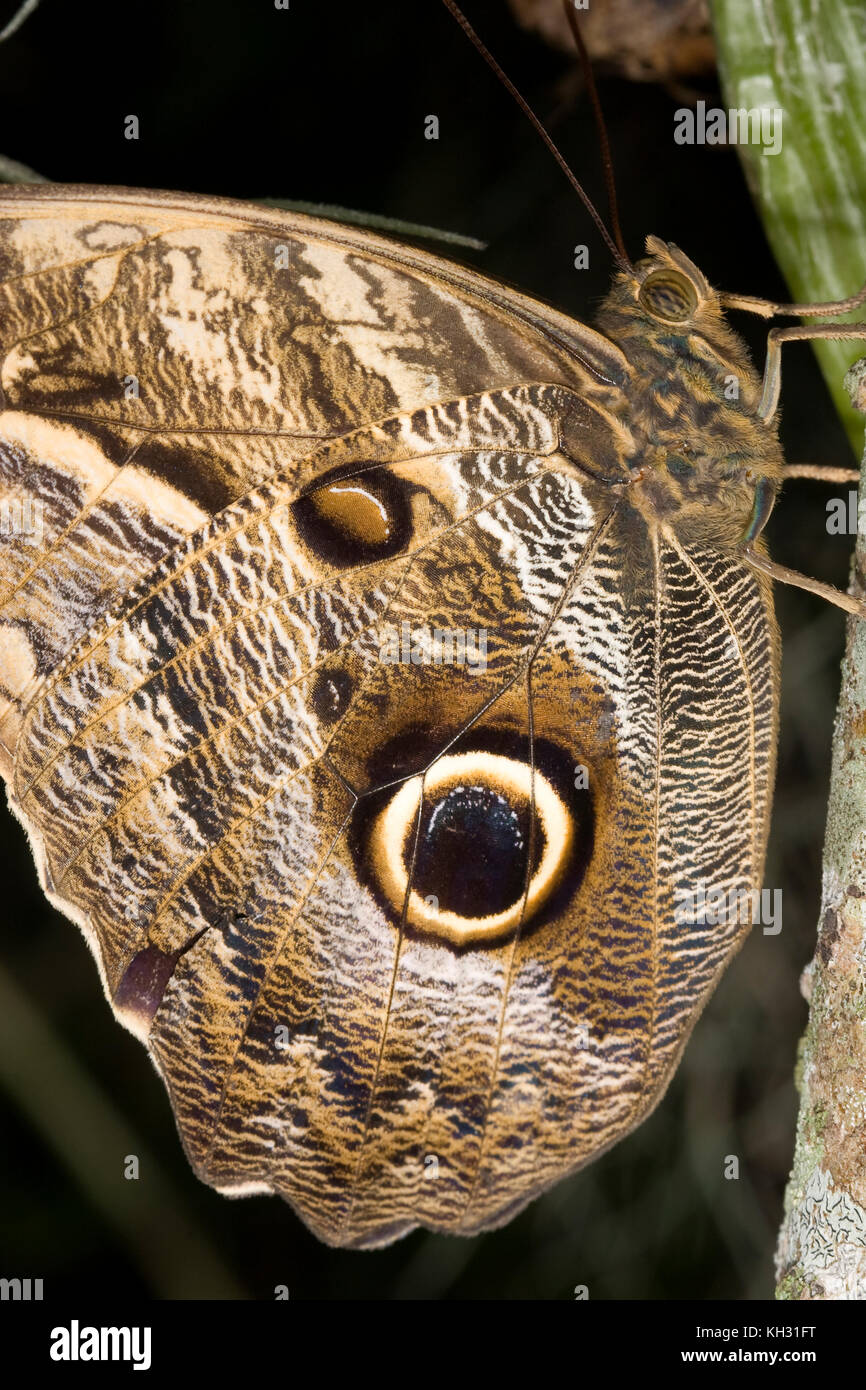 Papillon Hibou sur taches oculaires Caligo, idomenius Banque D'Images