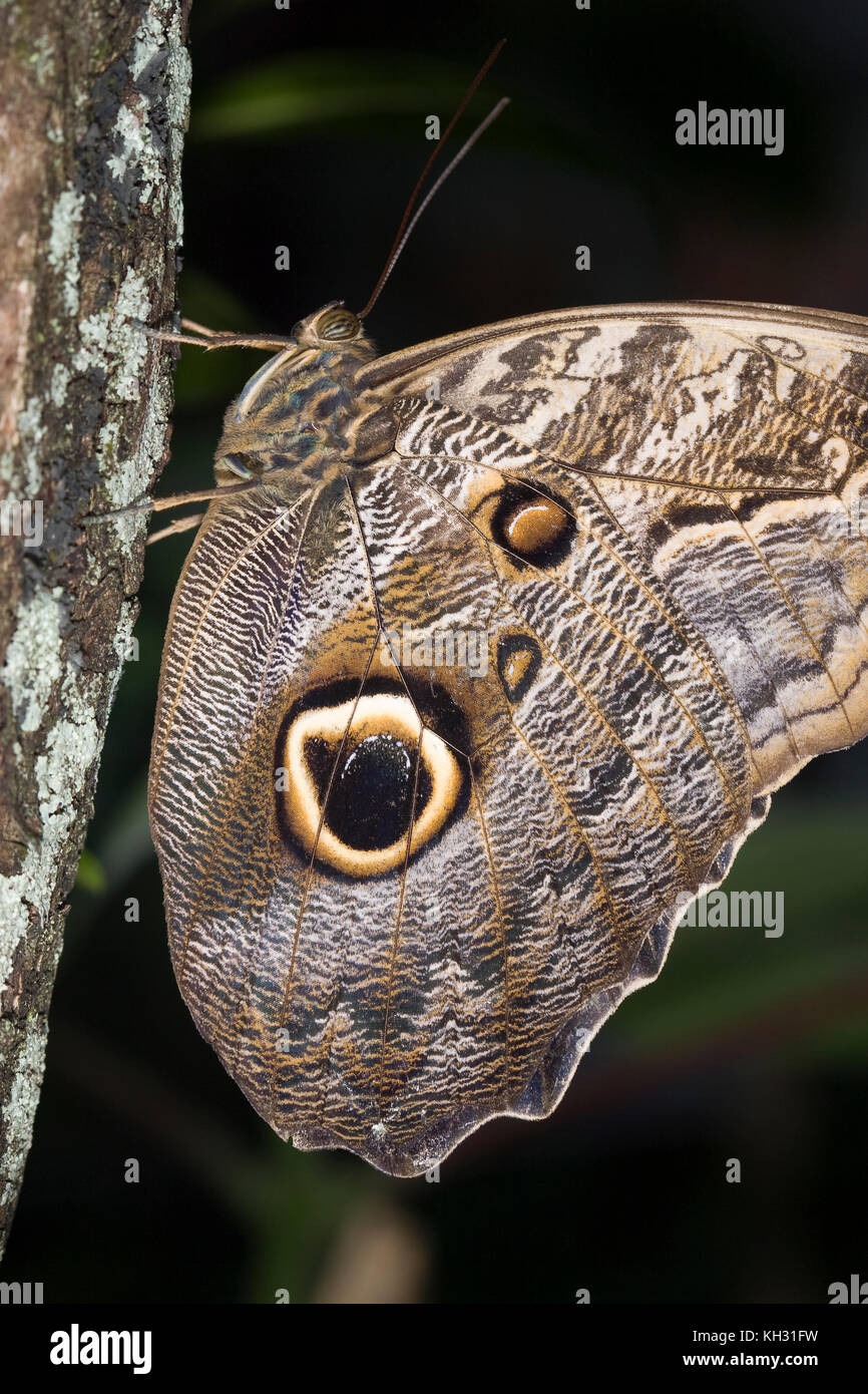 Papillon Hibou sur taches oculaires Caligo, idomenius Banque D'Images